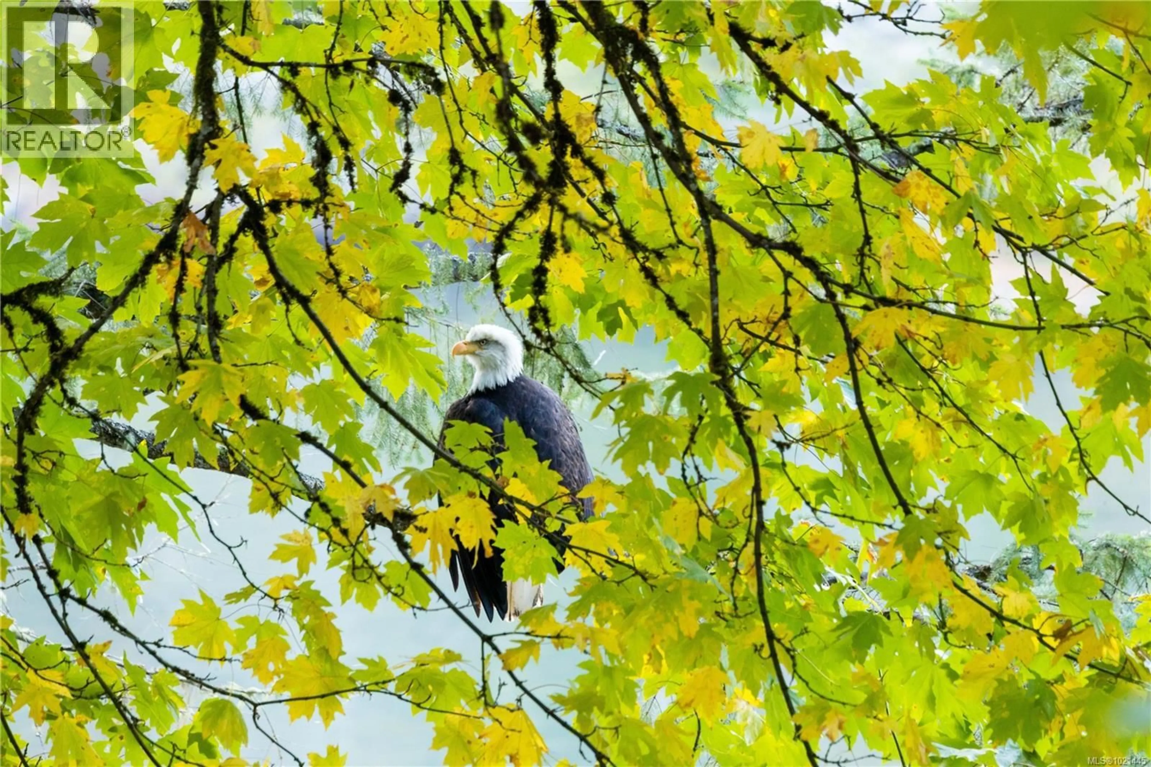 Blurry image for 1709 FALCON HEIGHTS ROAD, Langford British Columbia V9B6H6