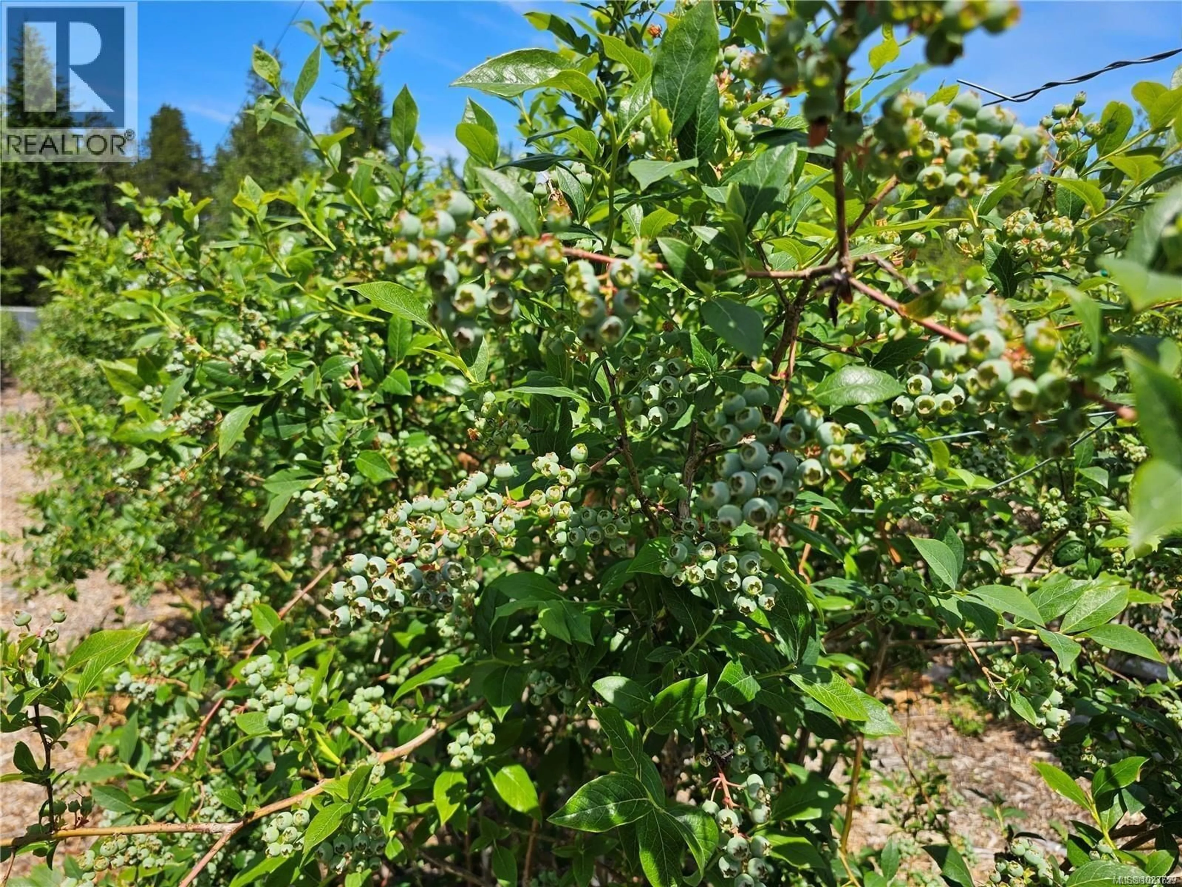 Blurry image for 2156 COLEMAN ROAD, Courtenay British Columbia V9J1P2