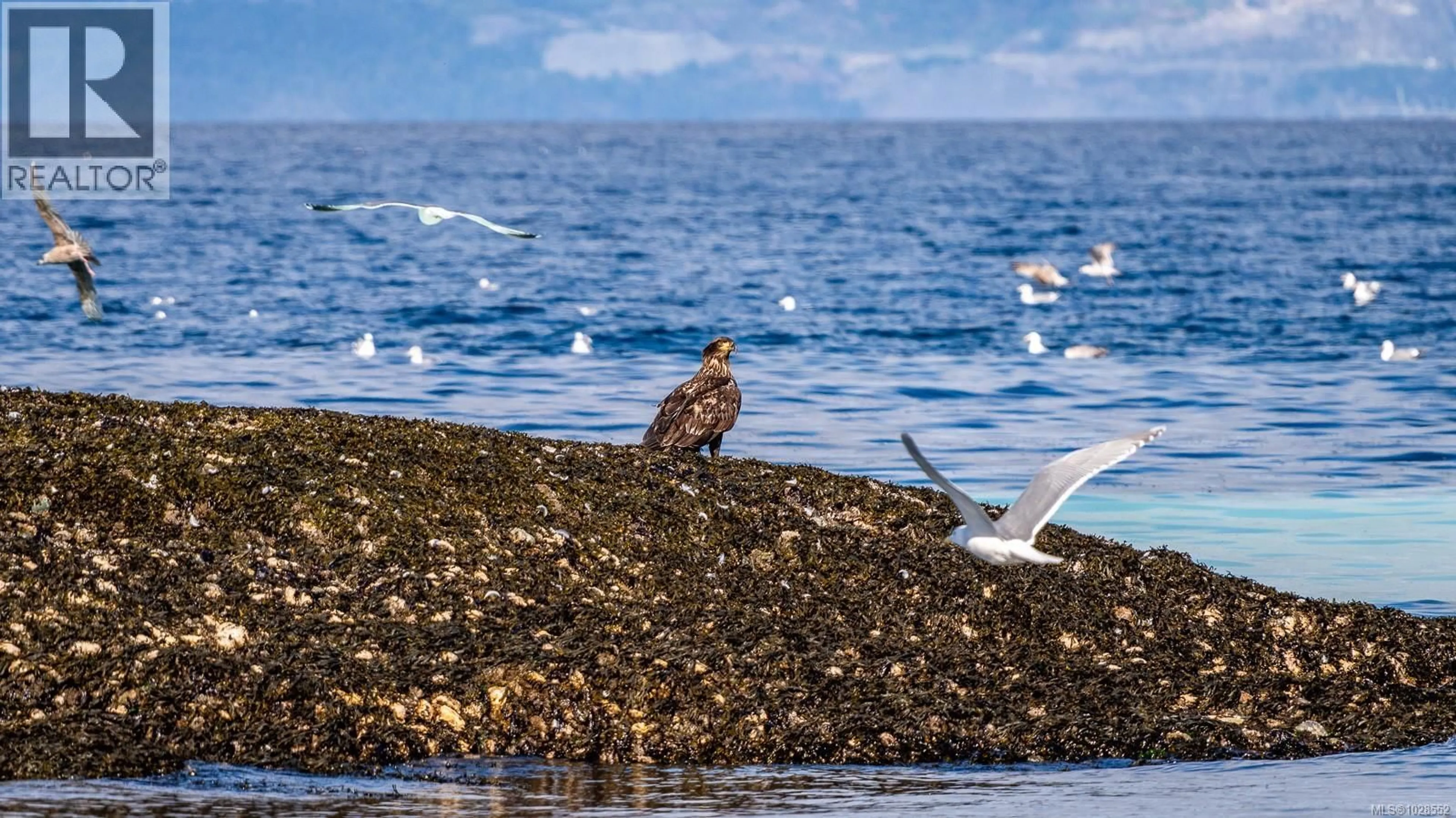 Blurry image for 2450 CLAMSHELL PLACE, Hornby Island British Columbia V0R1Z0