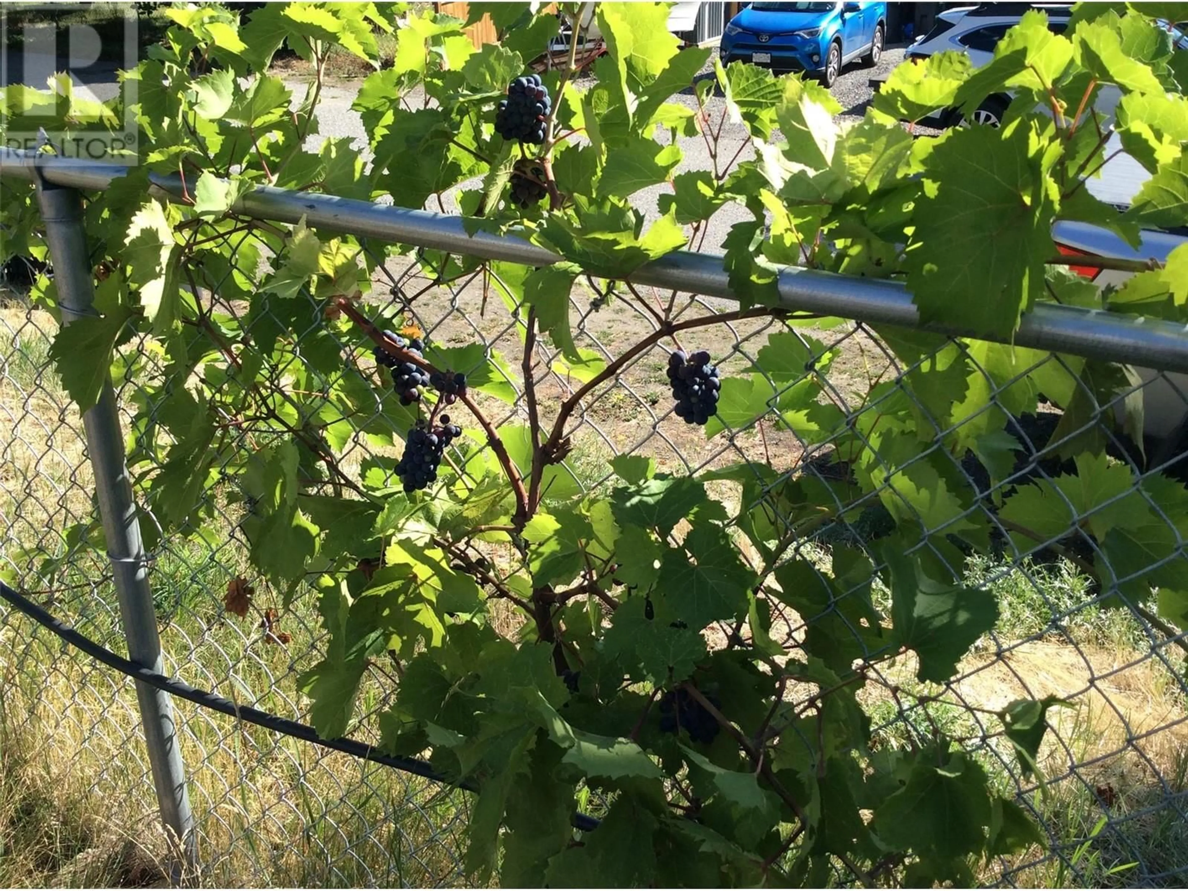 Patio, the fenced backyard for 6422 Mack Road, Peachland British Columbia V0H1X8