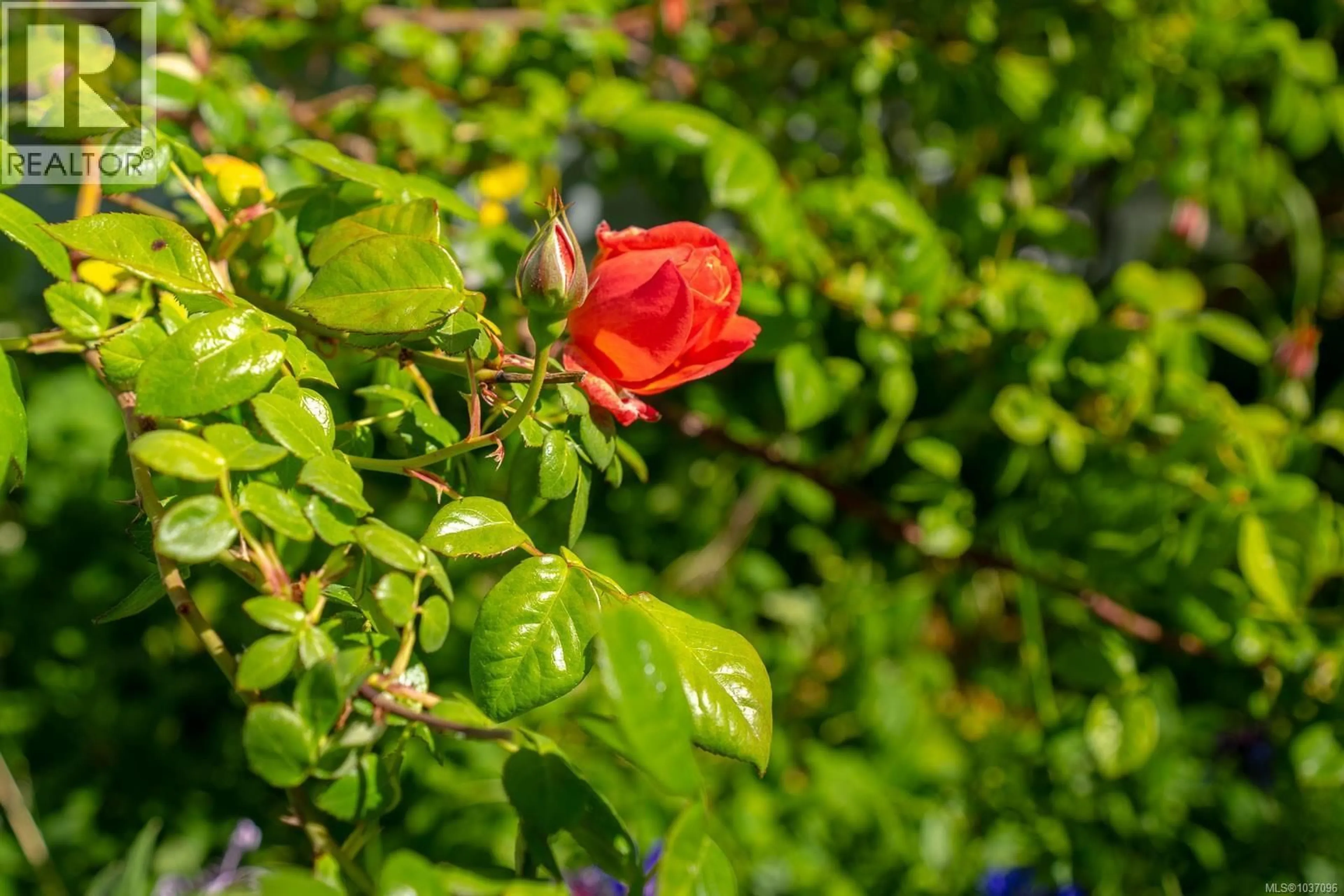 Blurry image for 117 - 1736 TIMBERLANDS ROAD, Ladysmith British Columbia V9G1K3