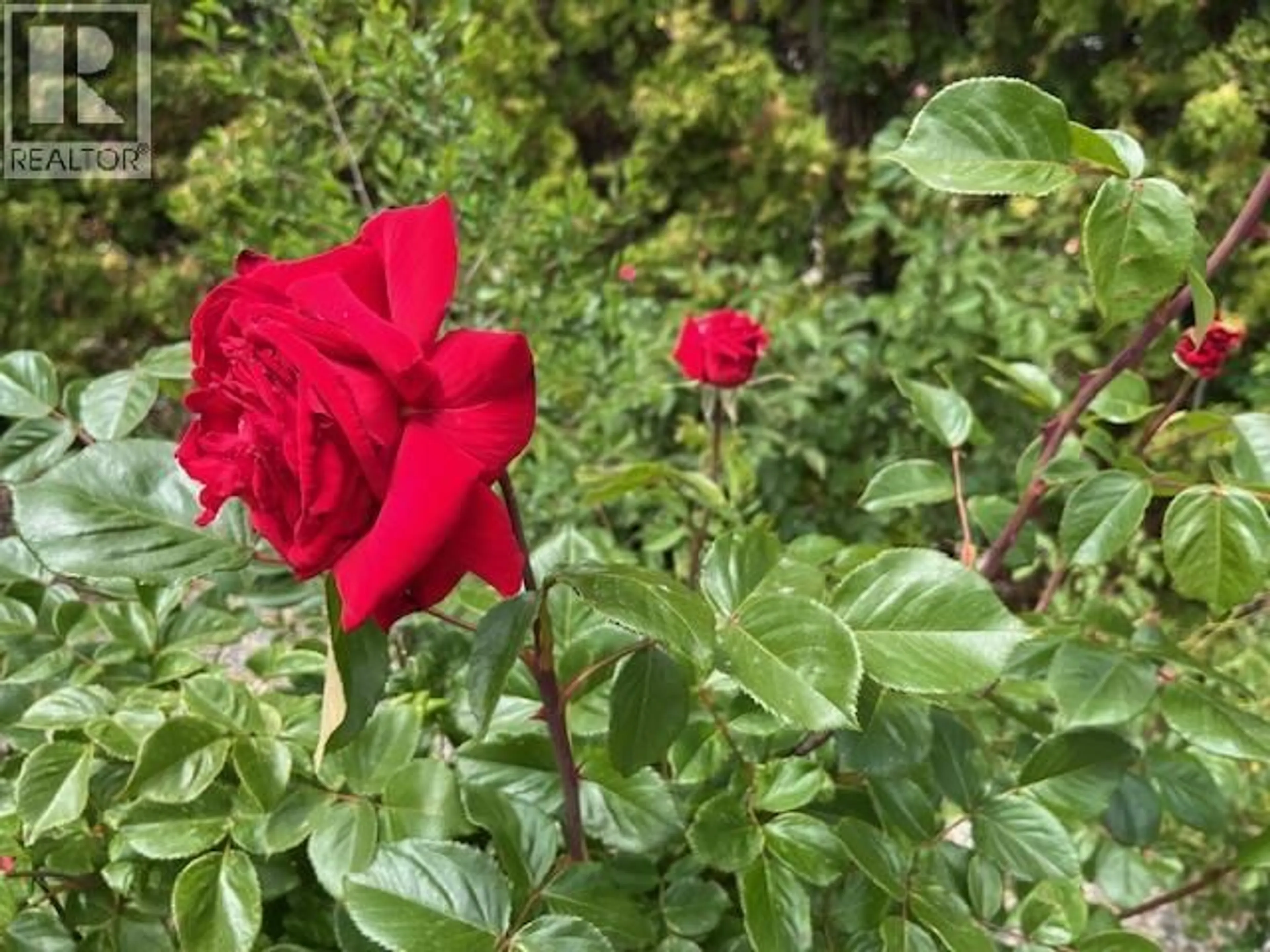 Blurry image for 4008 LOBELIA DRIVE, Osoyoos British Columbia V0H1V1