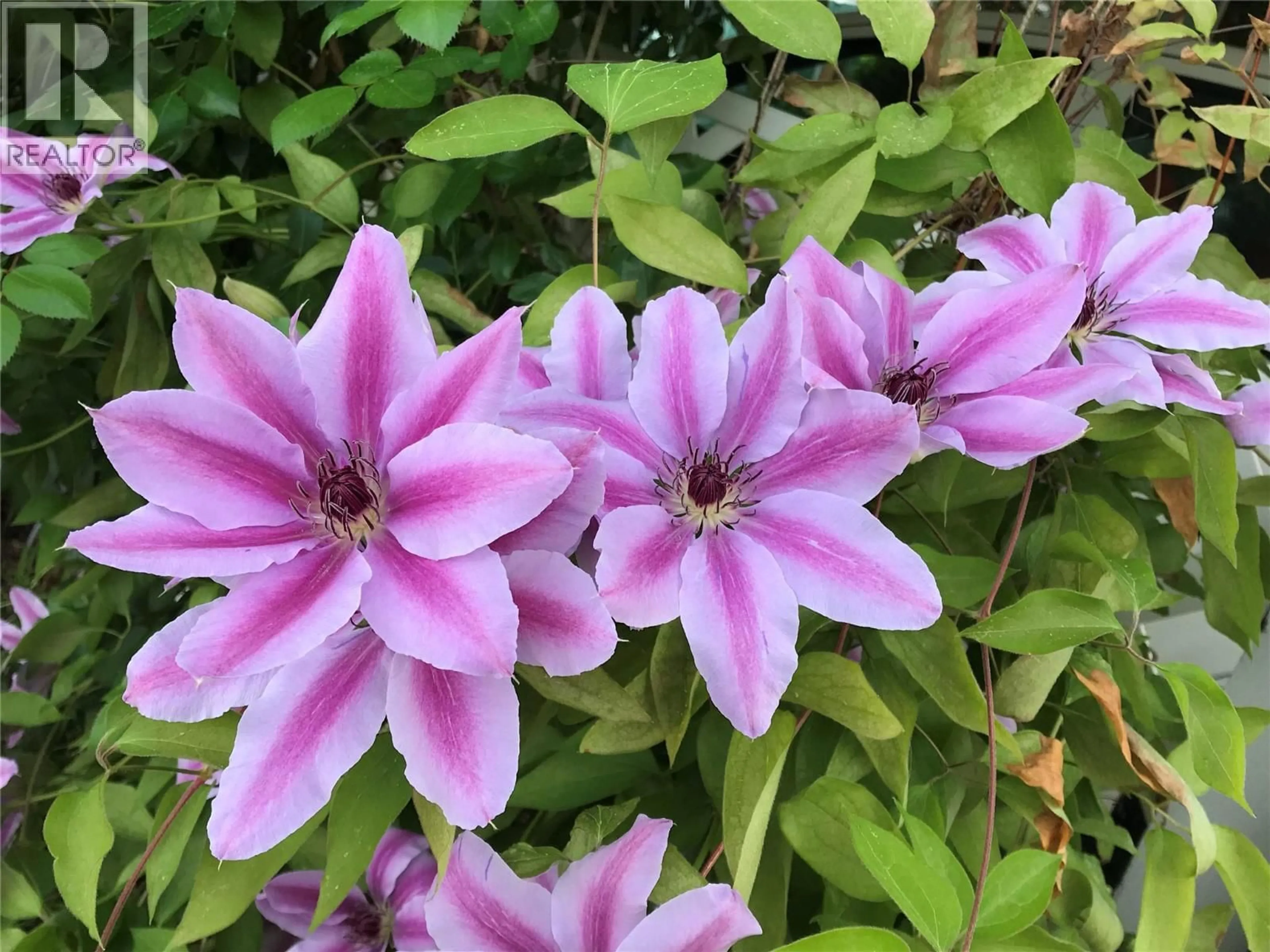 Blurry image for 1472 GREEN AVENUE LANE, Trail British Columbia V1R4K2