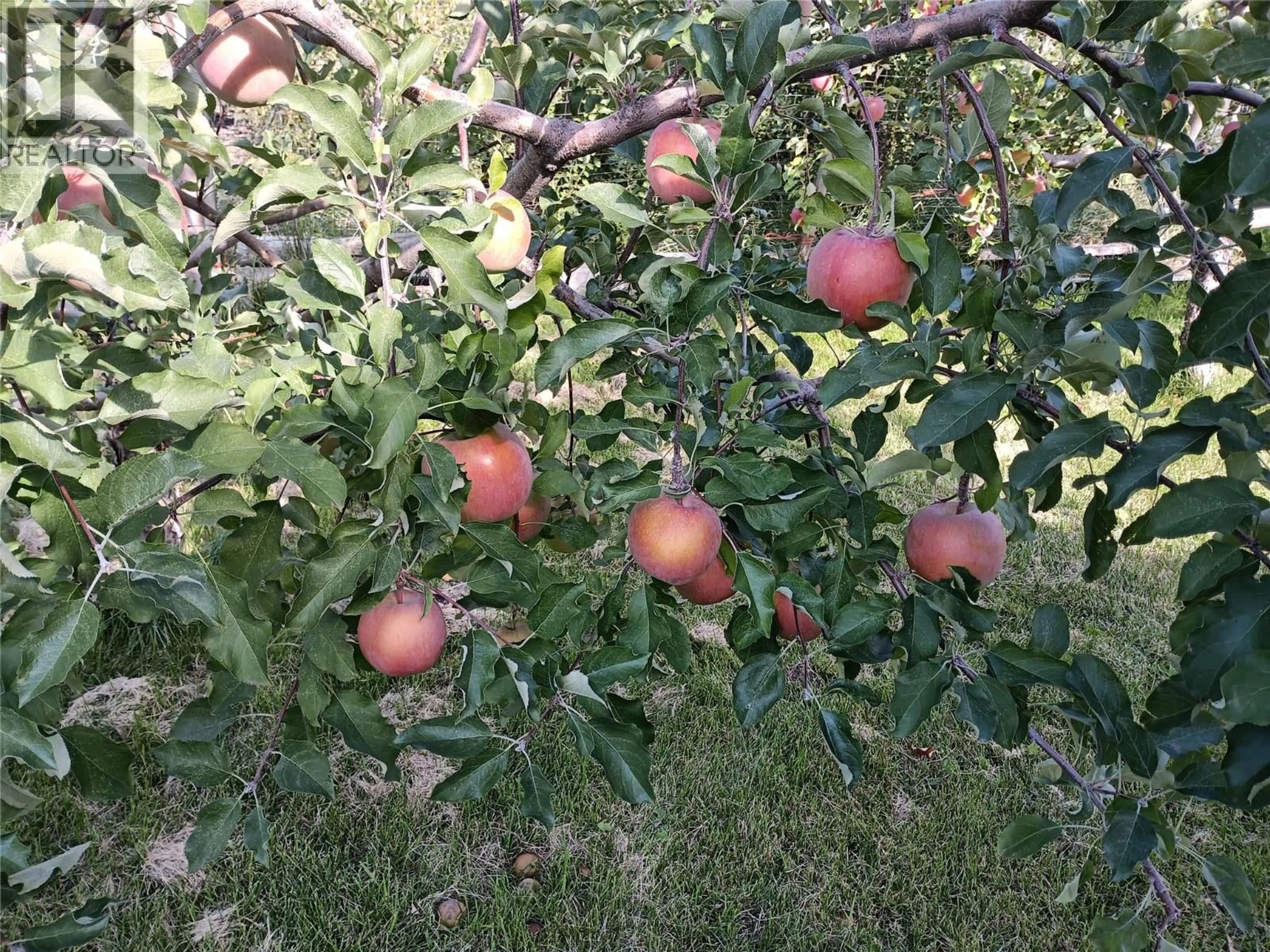 A pic from outside/outdoor area/front of a property/back of a property/a pic from drone, street for 4923 RYEGRASS ROAD, Oliver British Columbia V0H1T1