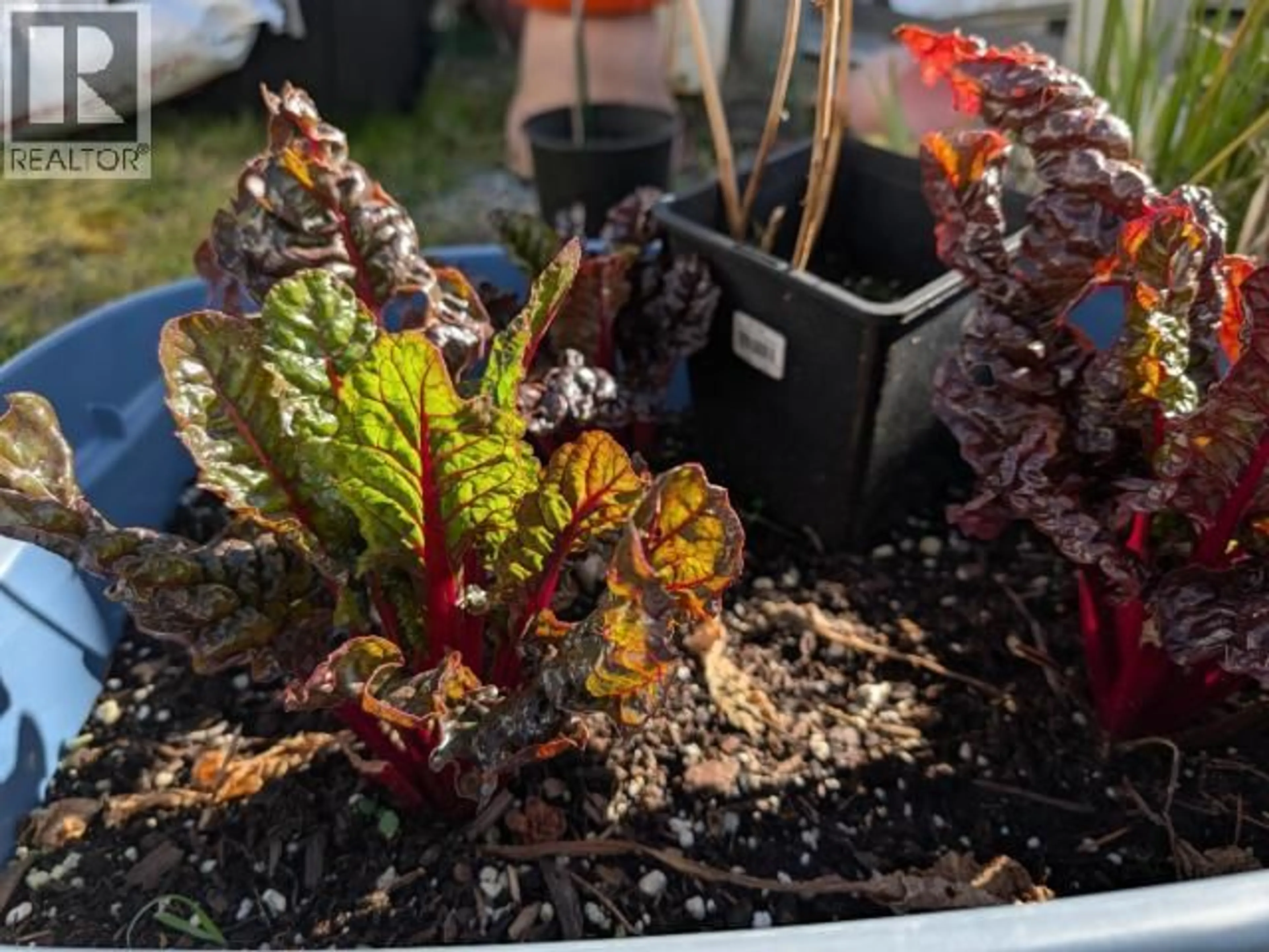 Unknown for 4649 CEDAR STREET, Texada Island British Columbia V0N1W0