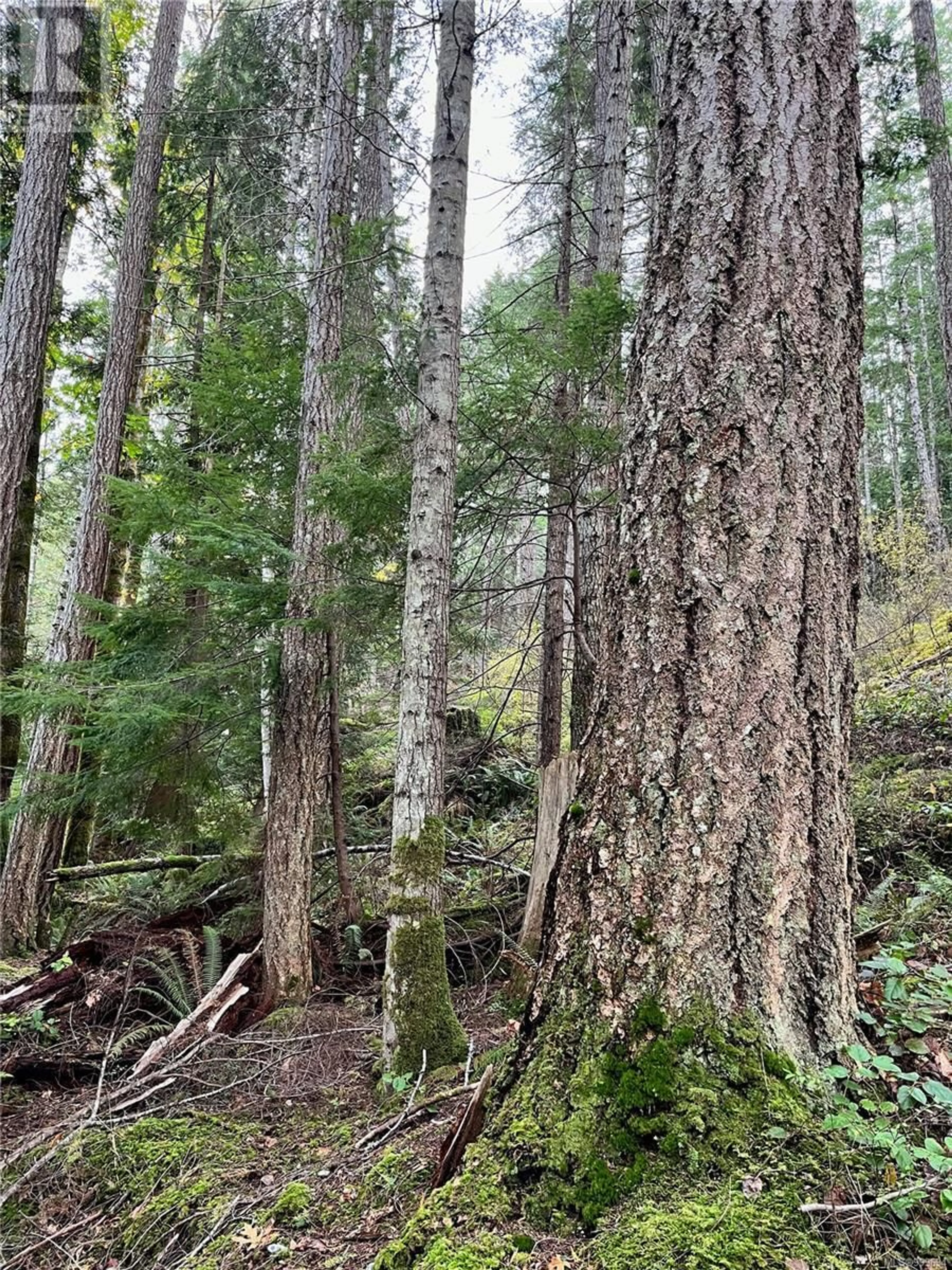 A pic of a room for 421 WHALETOWN ROAD, Cortes Island British Columbia V0P1Z0