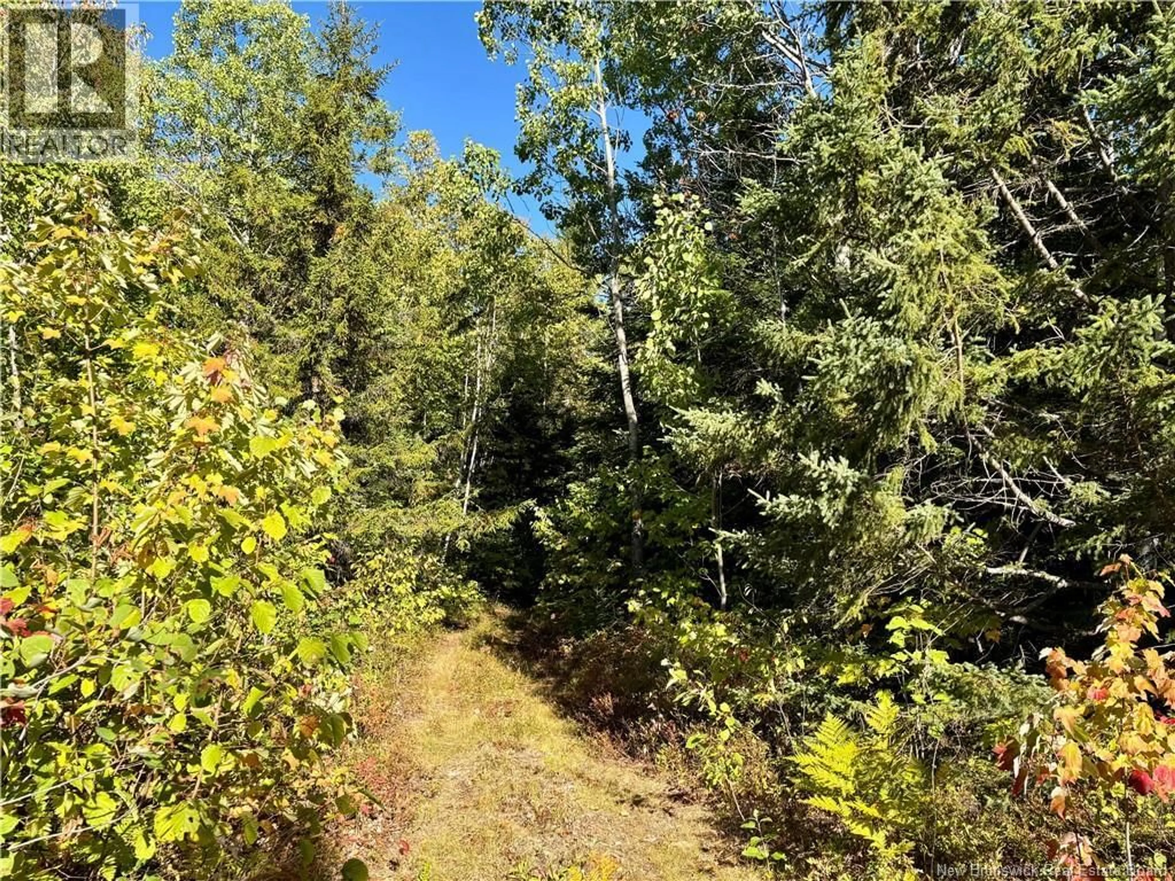 A pic from outside/outdoor area/front of a property/back of a property/a pic from drone, forest/trees view for 295 RTE 450, Lavillette New Brunswick E9G2R1