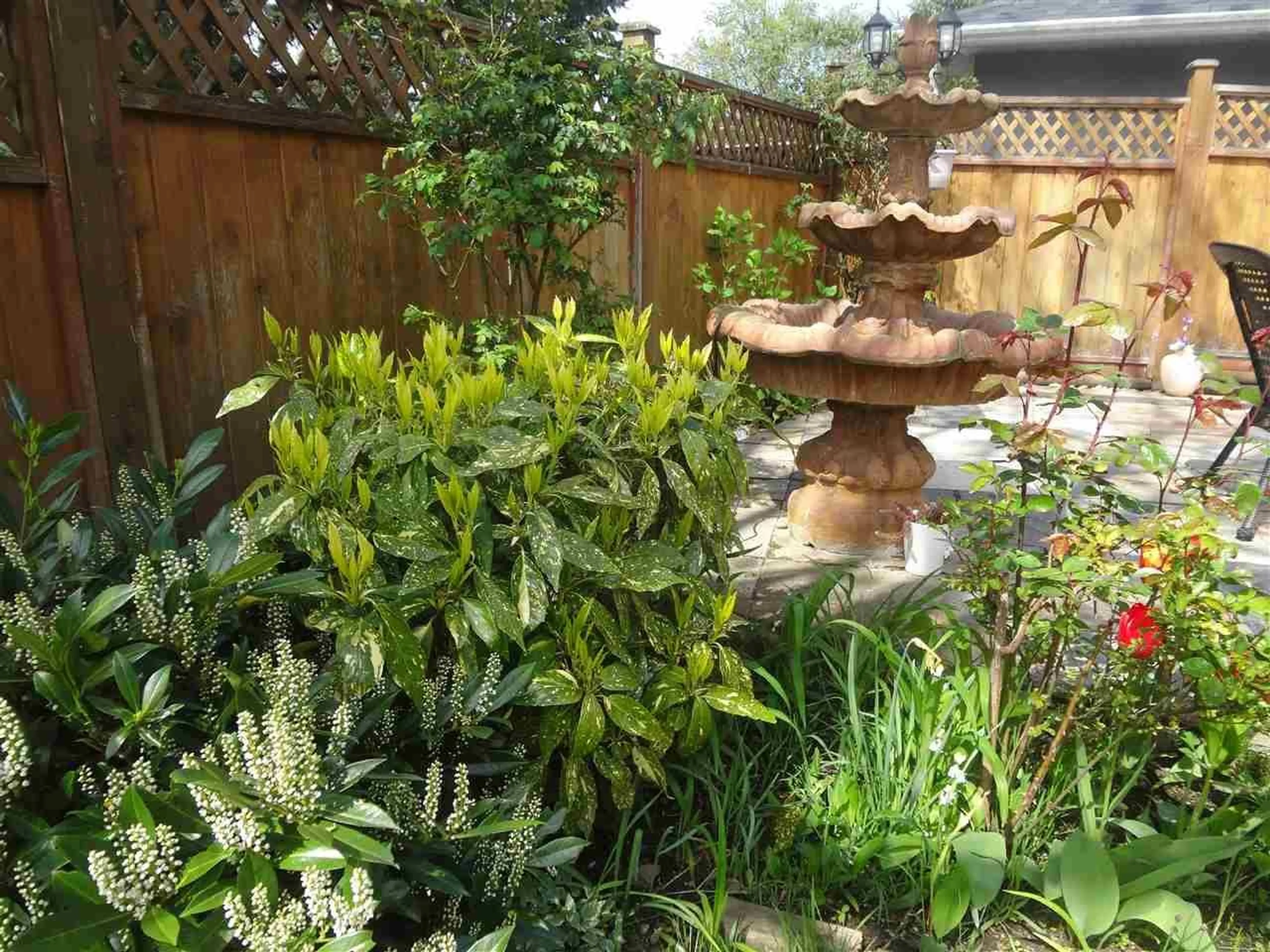 Patio, the fenced backyard for 7280 15TH AVENUE, Burnaby British Columbia V3N4Z7