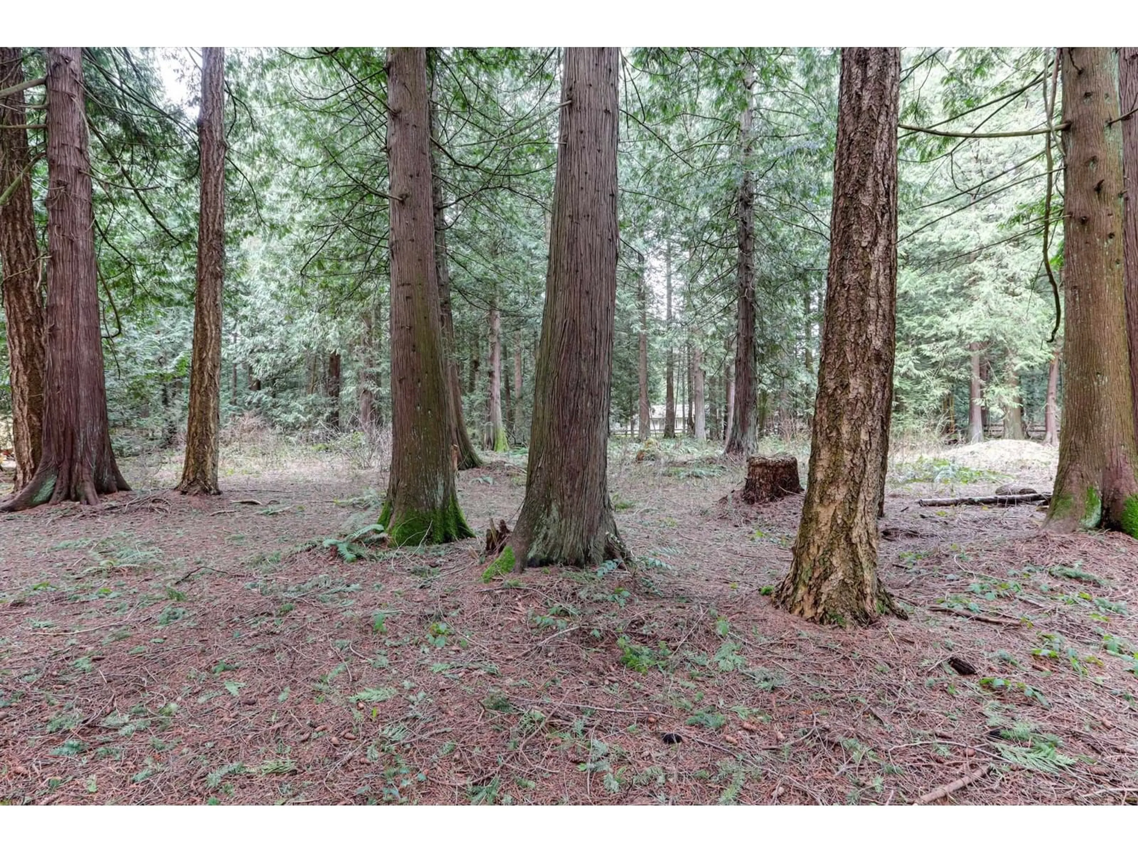 Blurry image for 2059 198, Langley British Columbia V2Z1Y8