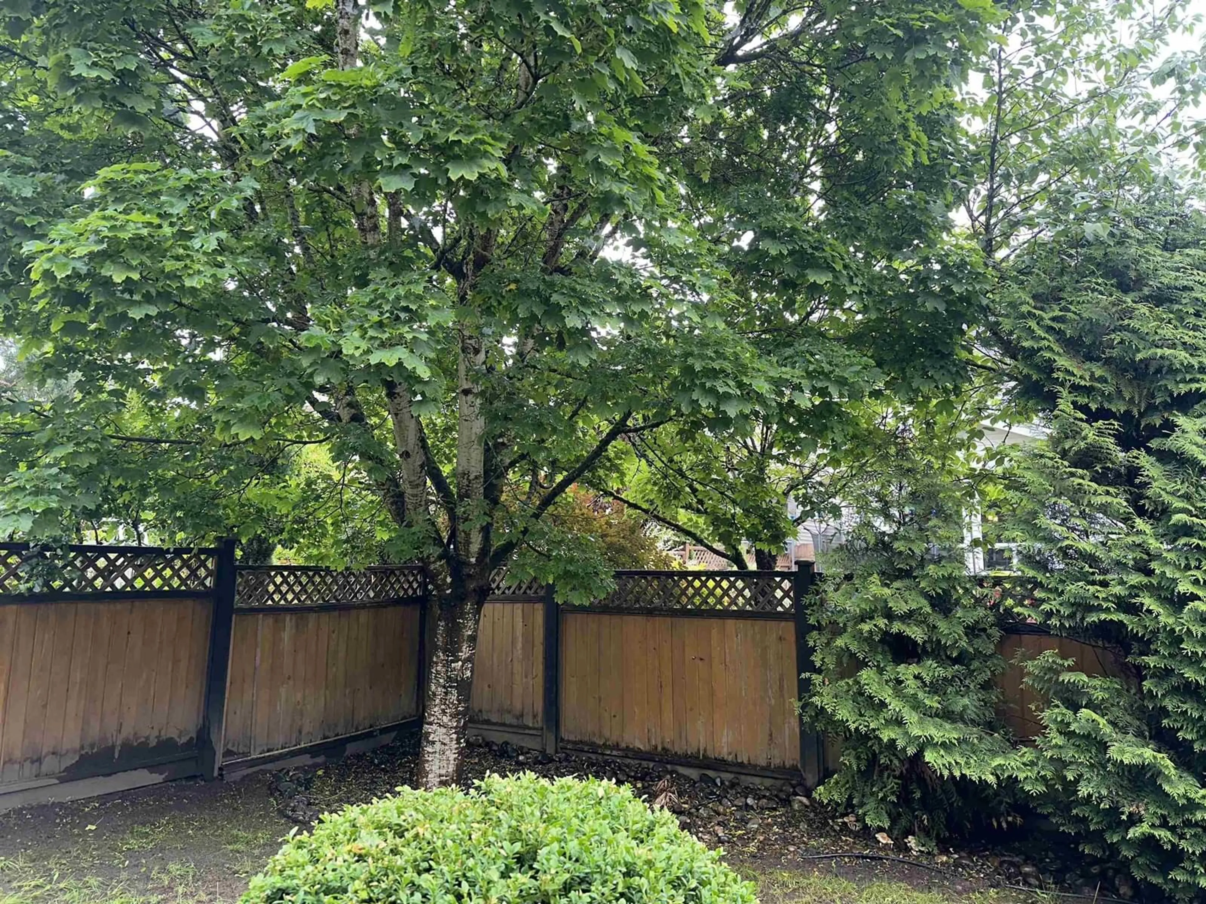 Patio, the fenced backyard for 20850 84A AVENUE, Langley British Columbia V2Y0A4