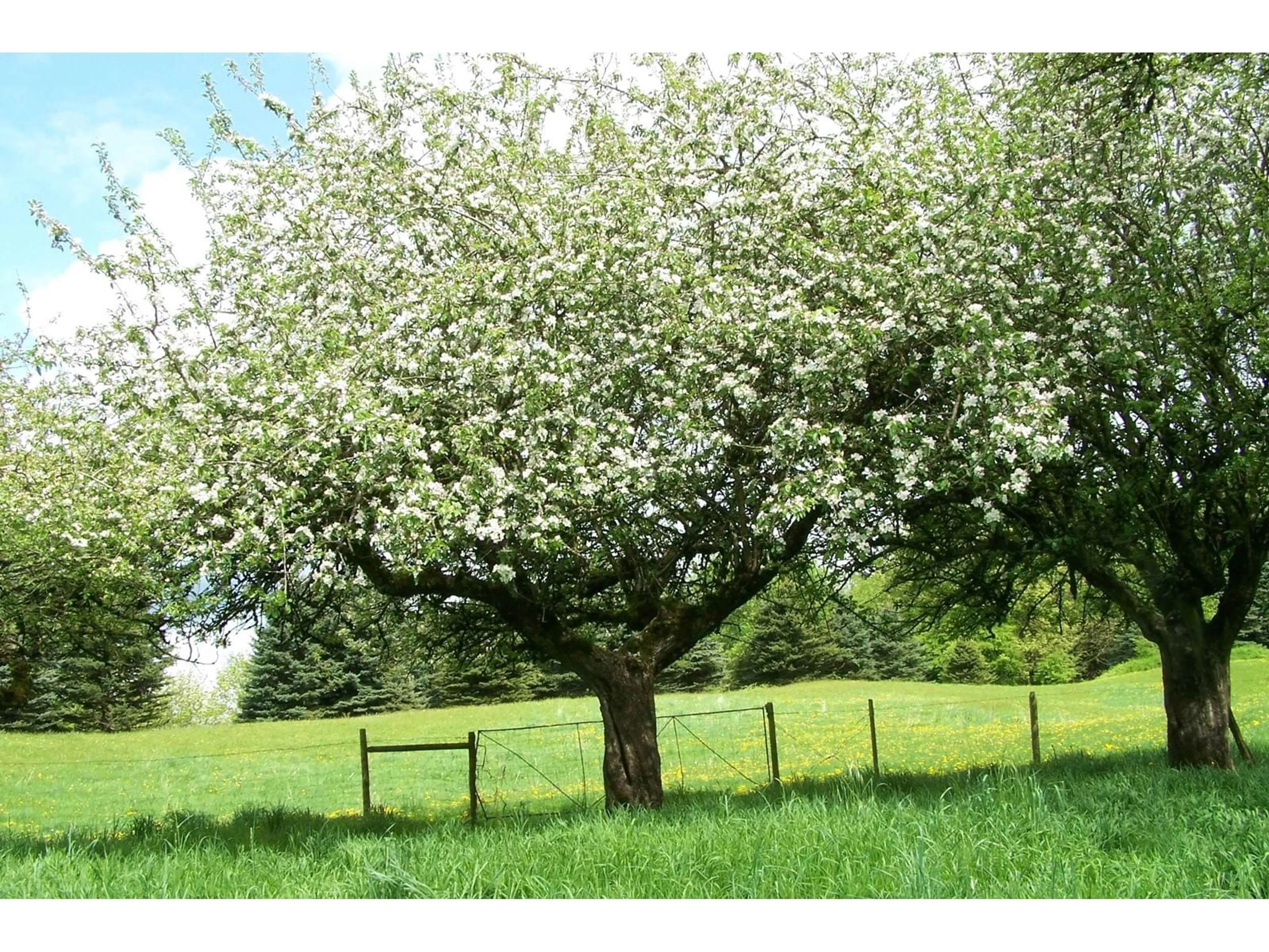 Blurry image for 41313 OLD YALE, Abbotsford British Columbia V3G2S9