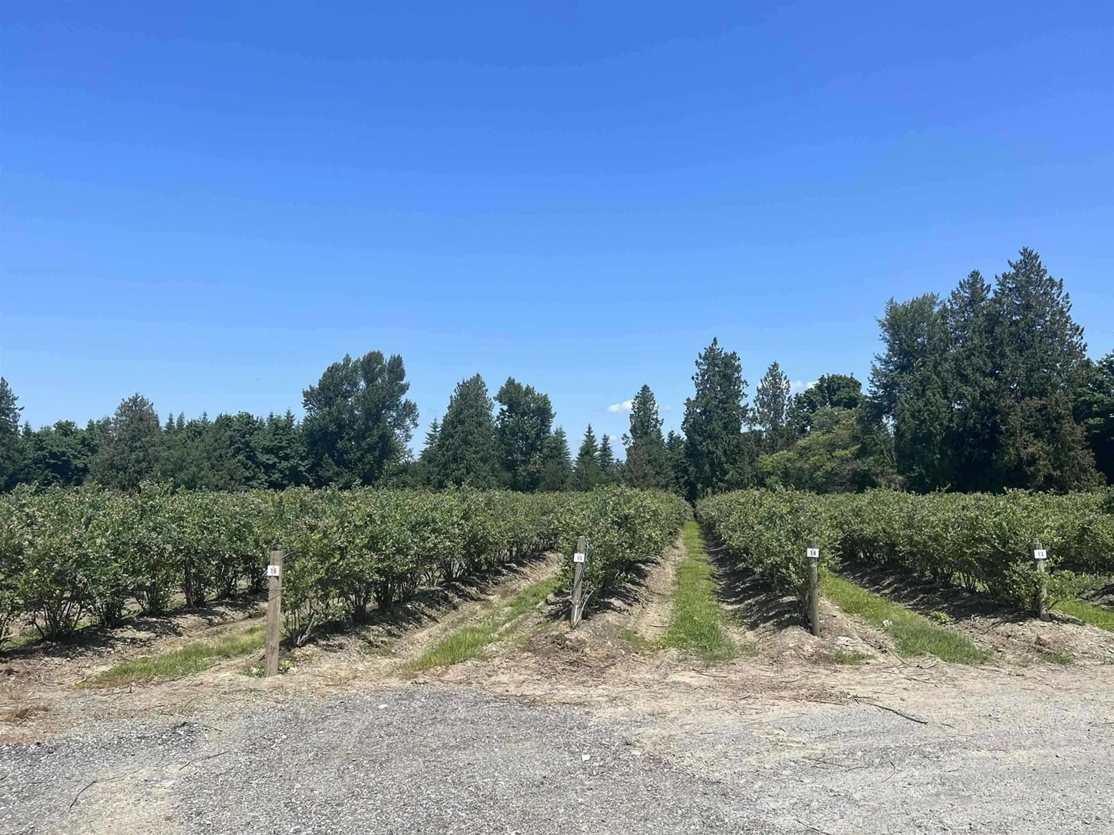 A pic from outside/outdoor area/front of a property/back of a property/a pic from drone, forest/trees view for 4281 BRADNER ROAD, Abbotsford British Columbia V4X1S9