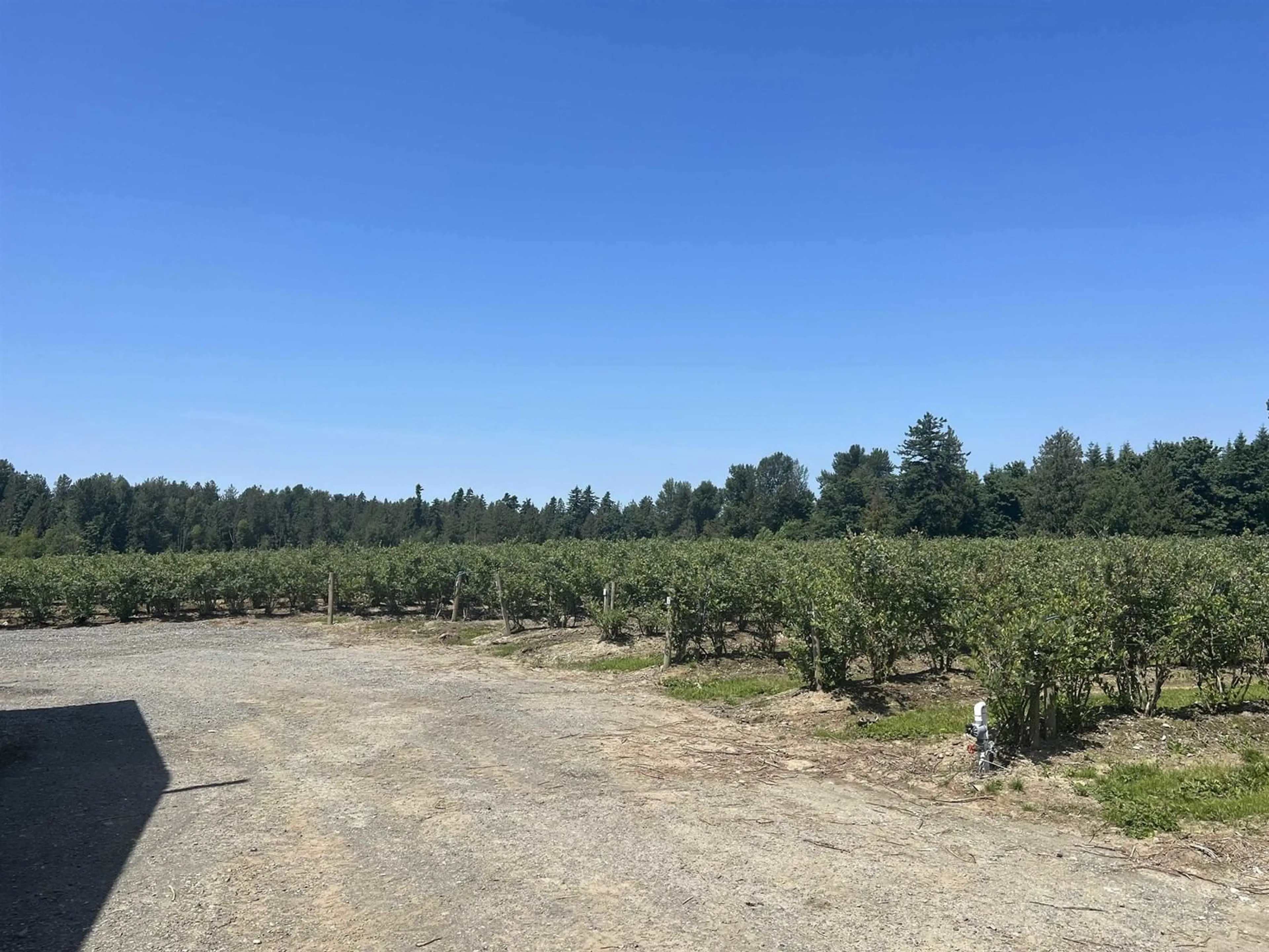 A pic from outside/outdoor area/front of a property/back of a property/a pic from drone, forest/trees view for 4281 BRADNER ROAD, Abbotsford British Columbia V4X1S9