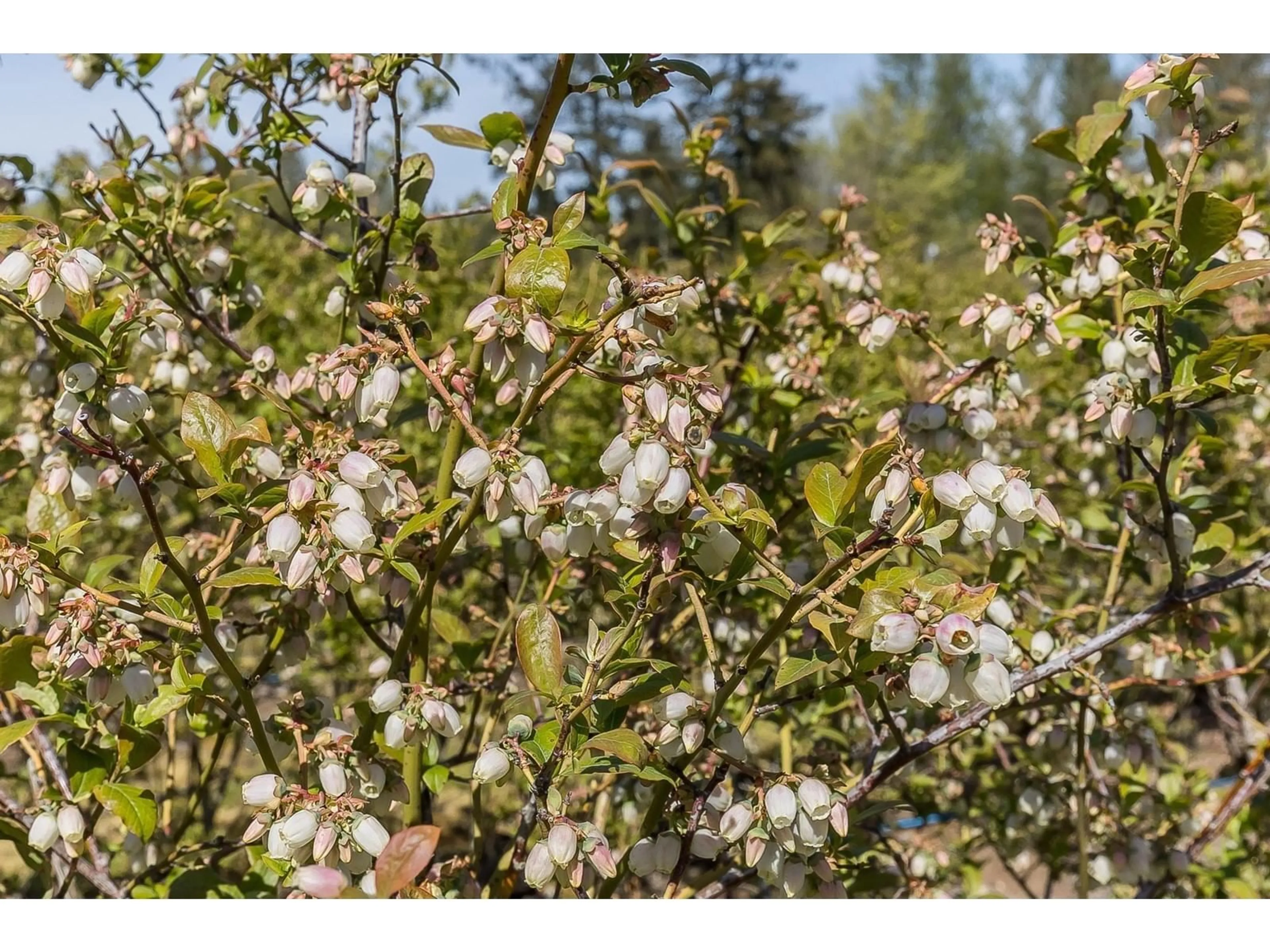 Blurry image for 6905 BRADNER, Abbotsford British Columbia V4X2C6