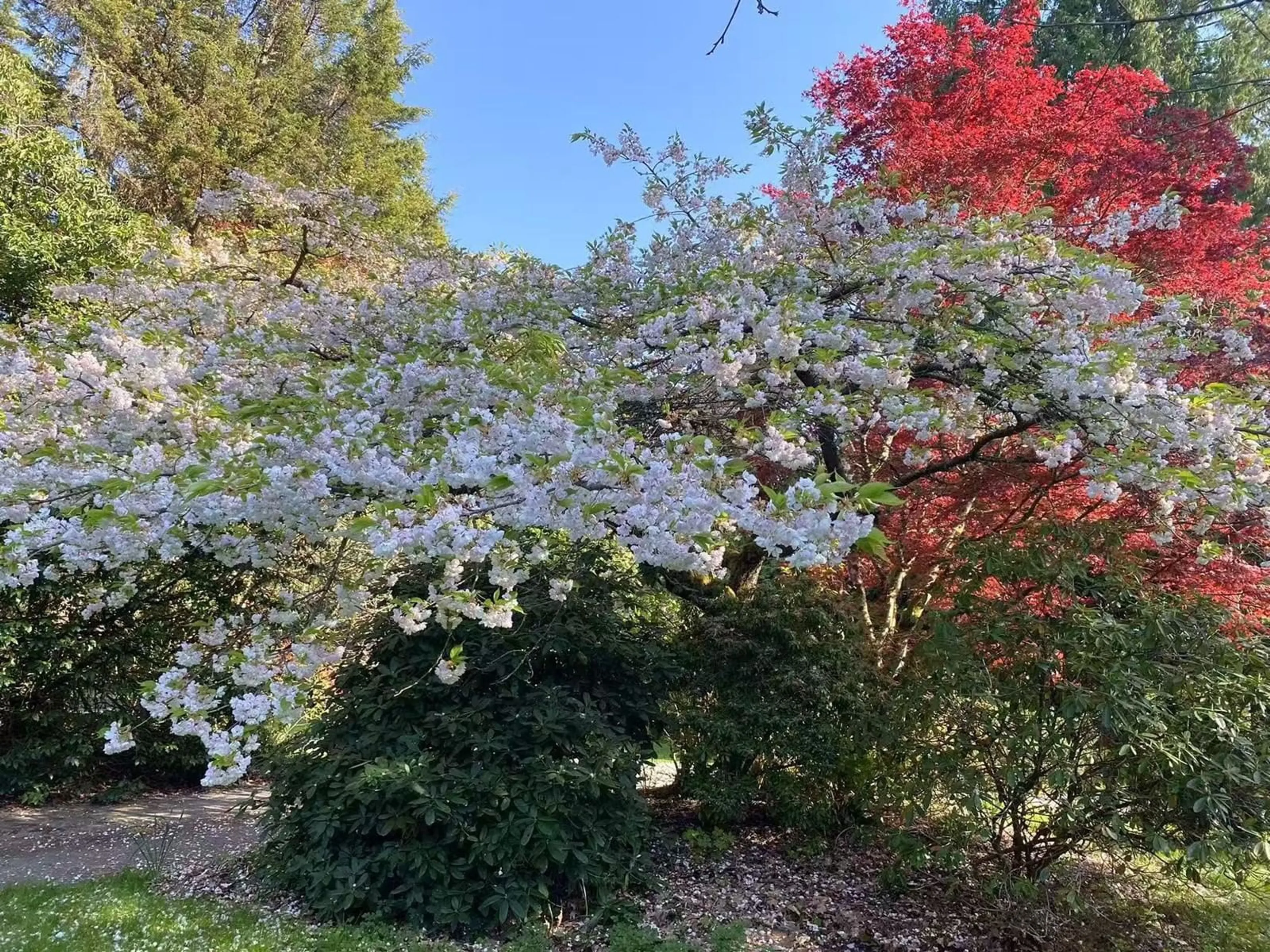 A pic from outside/outdoor area/front of a property/back of a property/a pic from drone, forest/trees view for 17327 26A, Surrey British Columbia V3Z0E6