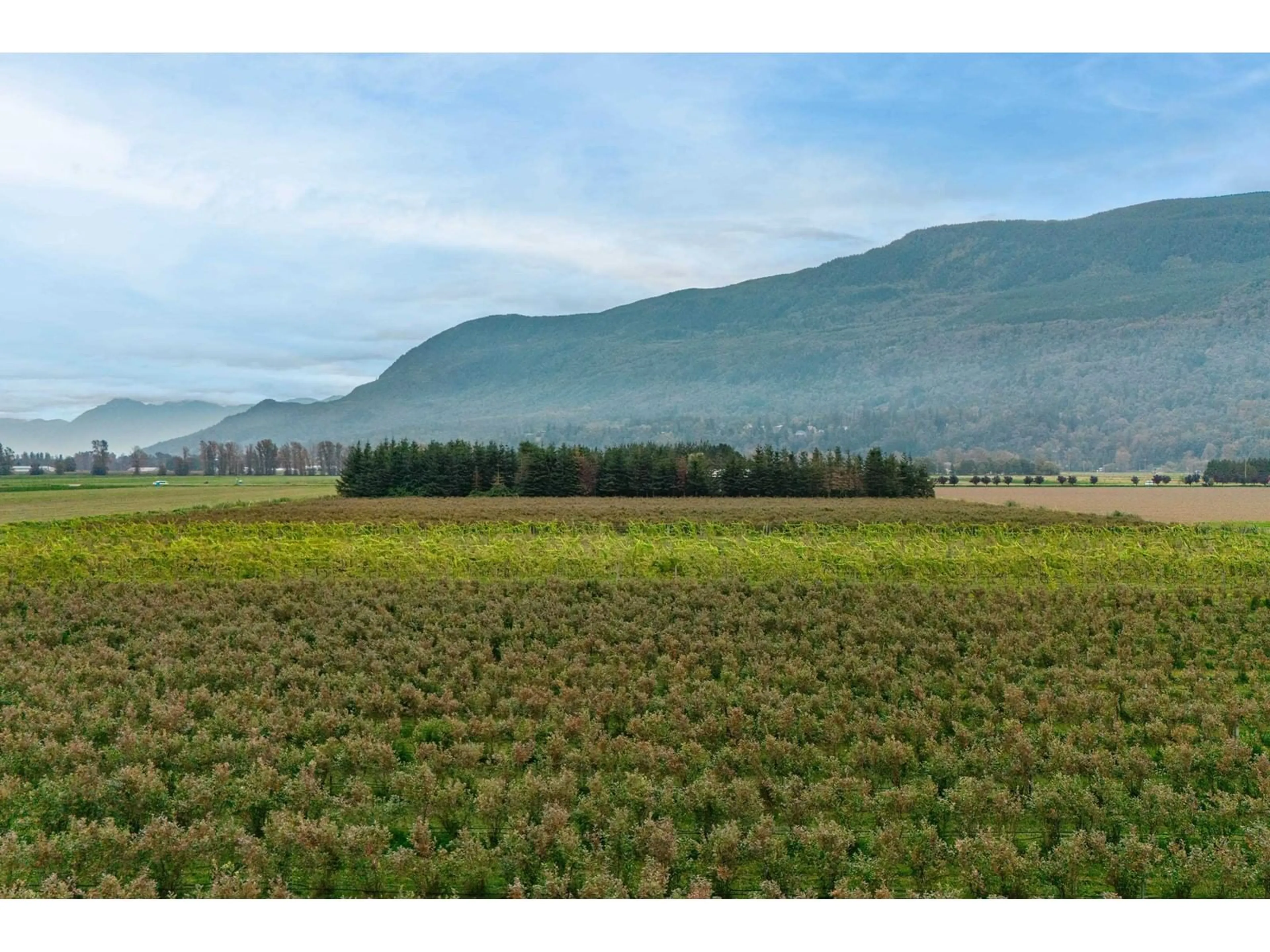 Blurry image for 3387 TOLMIE, Abbotsford British Columbia V3G2T9