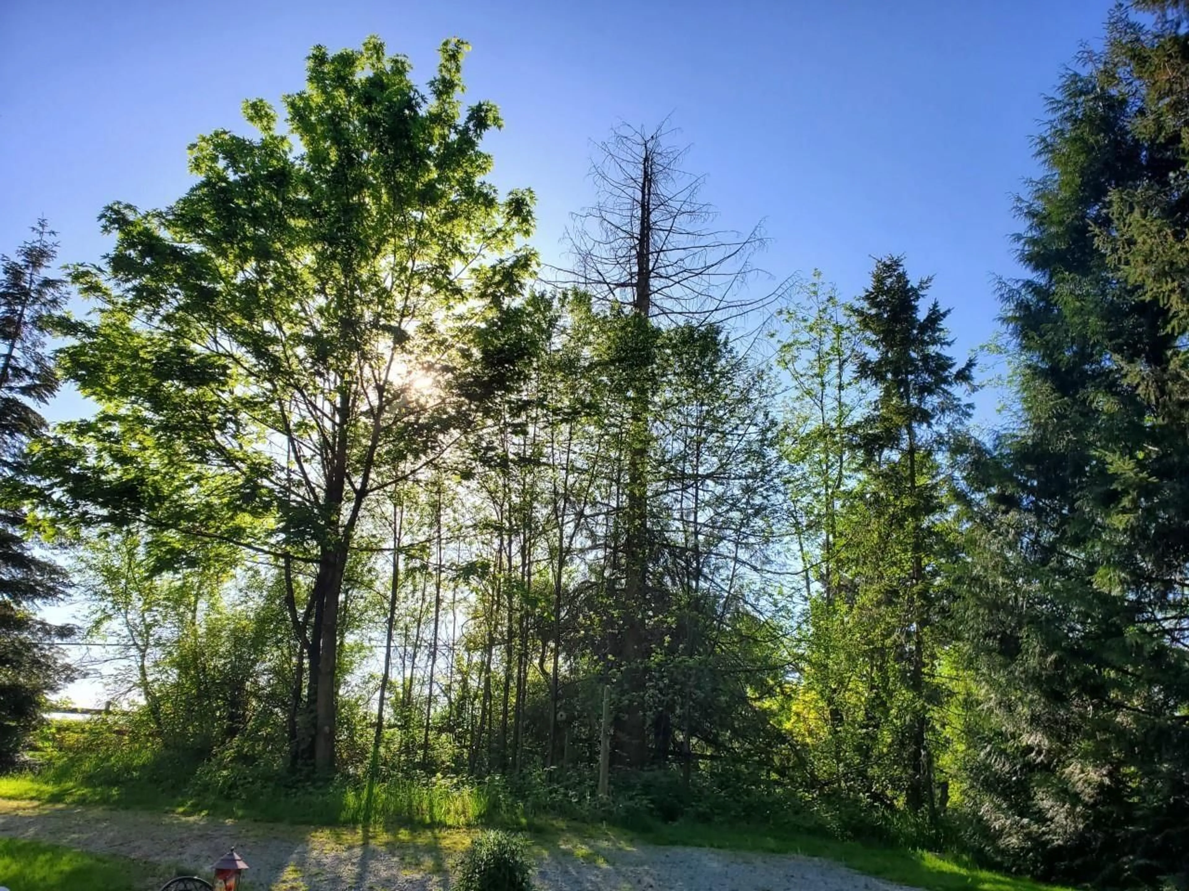 A pic from outside/outdoor area/front of a property/back of a property/a pic from drone, forest/trees view for 410 224, Langley British Columbia V2Z2W5