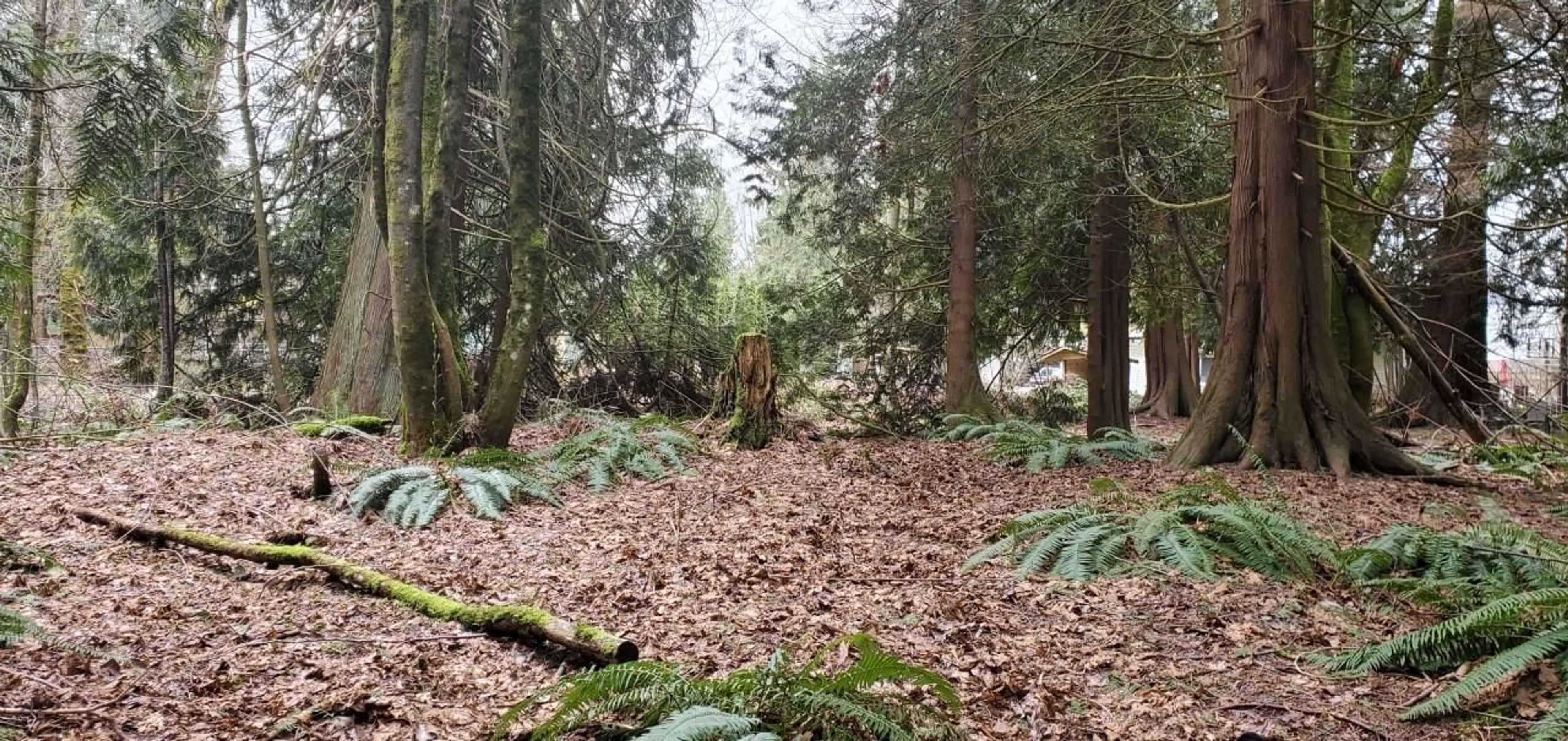 Blurry image for 410 224, Langley British Columbia V2Z2W5