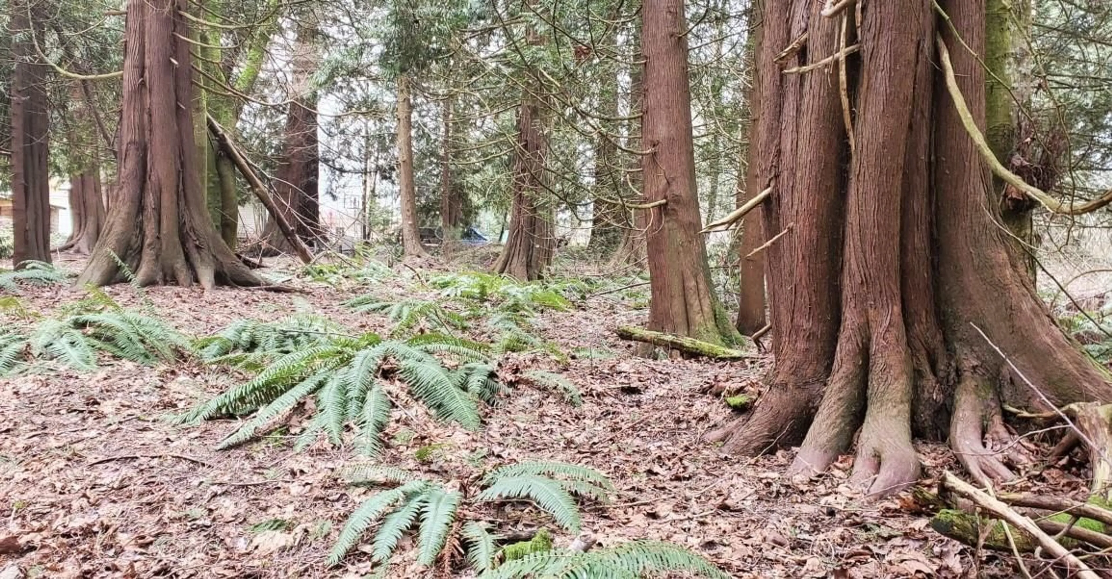 Blurry image for 410 224, Langley British Columbia V2Z2W5