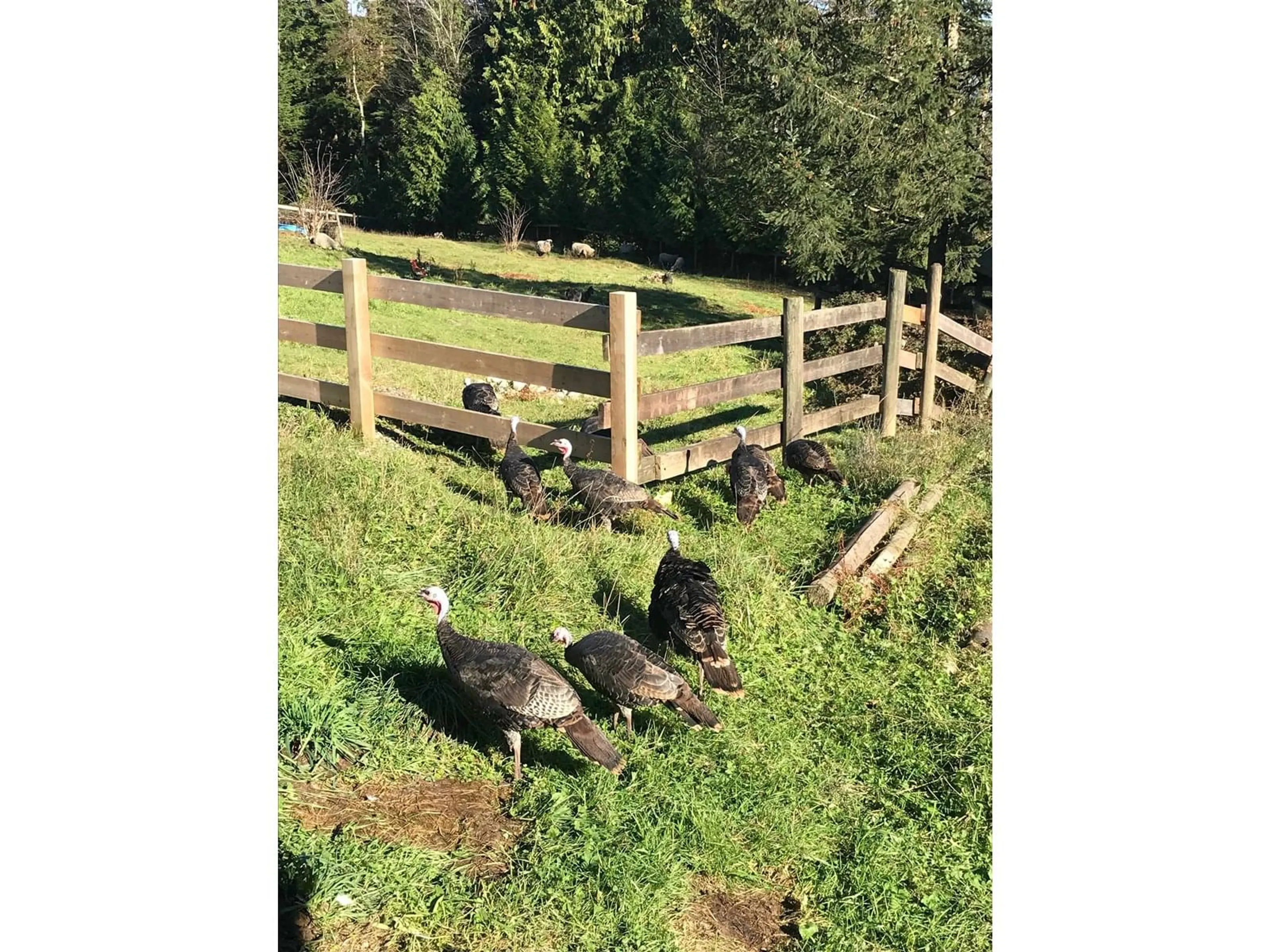 A pic from outside/outdoor area/front of a property/back of a property/a pic from drone, street for 33153 SMITH, Mission British Columbia V4S1L6