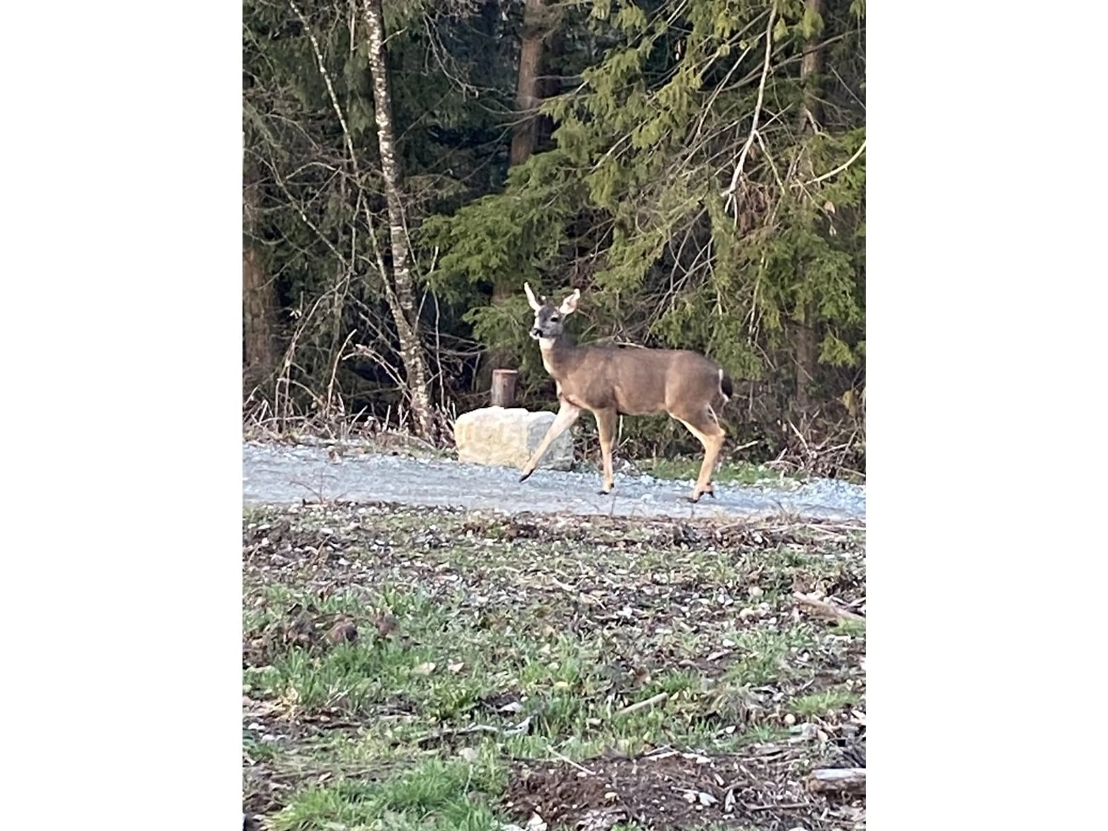 Blurry image for 488 240, Langley British Columbia V2Z2X6