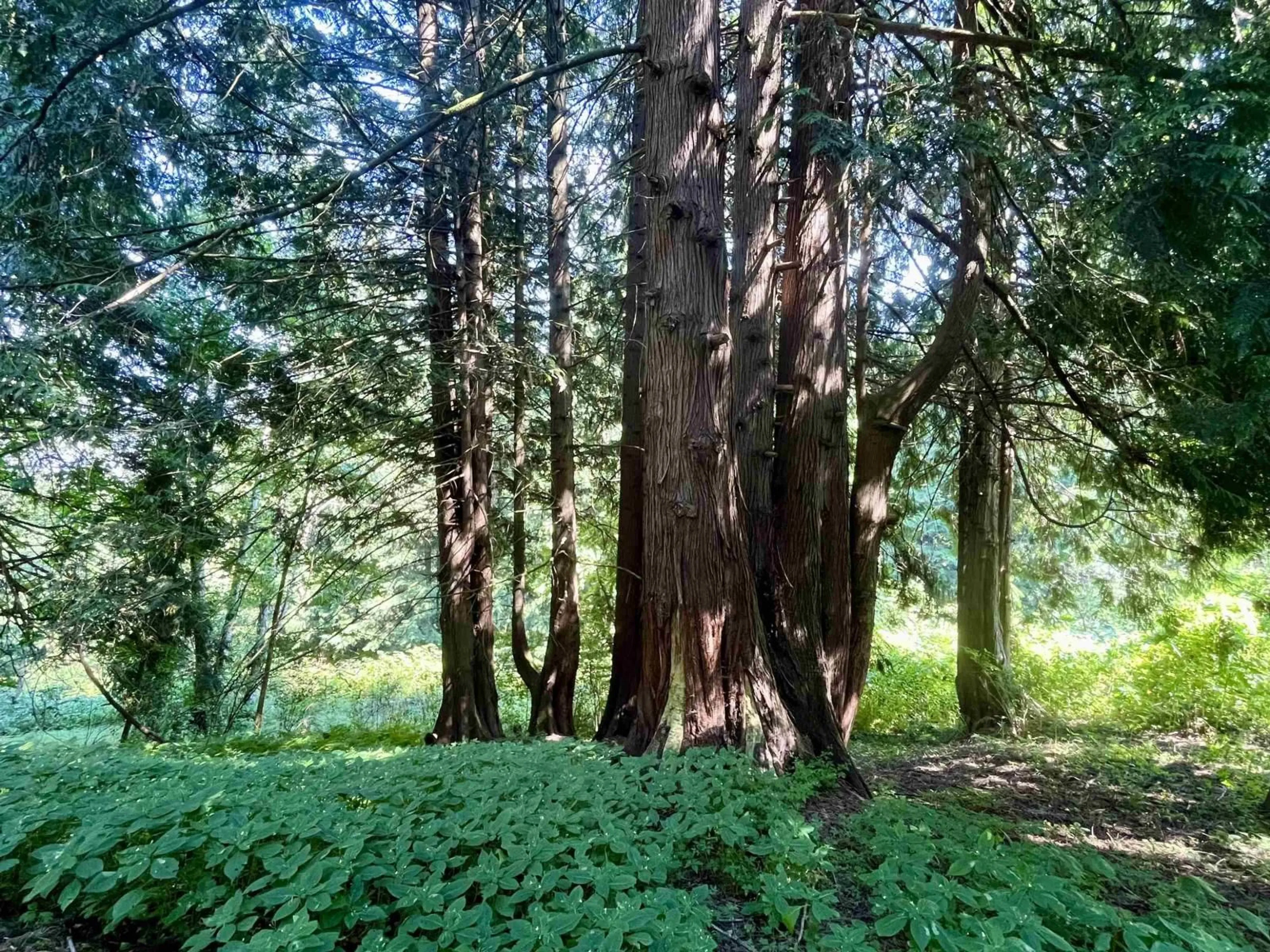Blurry image for 6080 ROSS ROAD, Ryder Lake British Columbia V2R4S6
