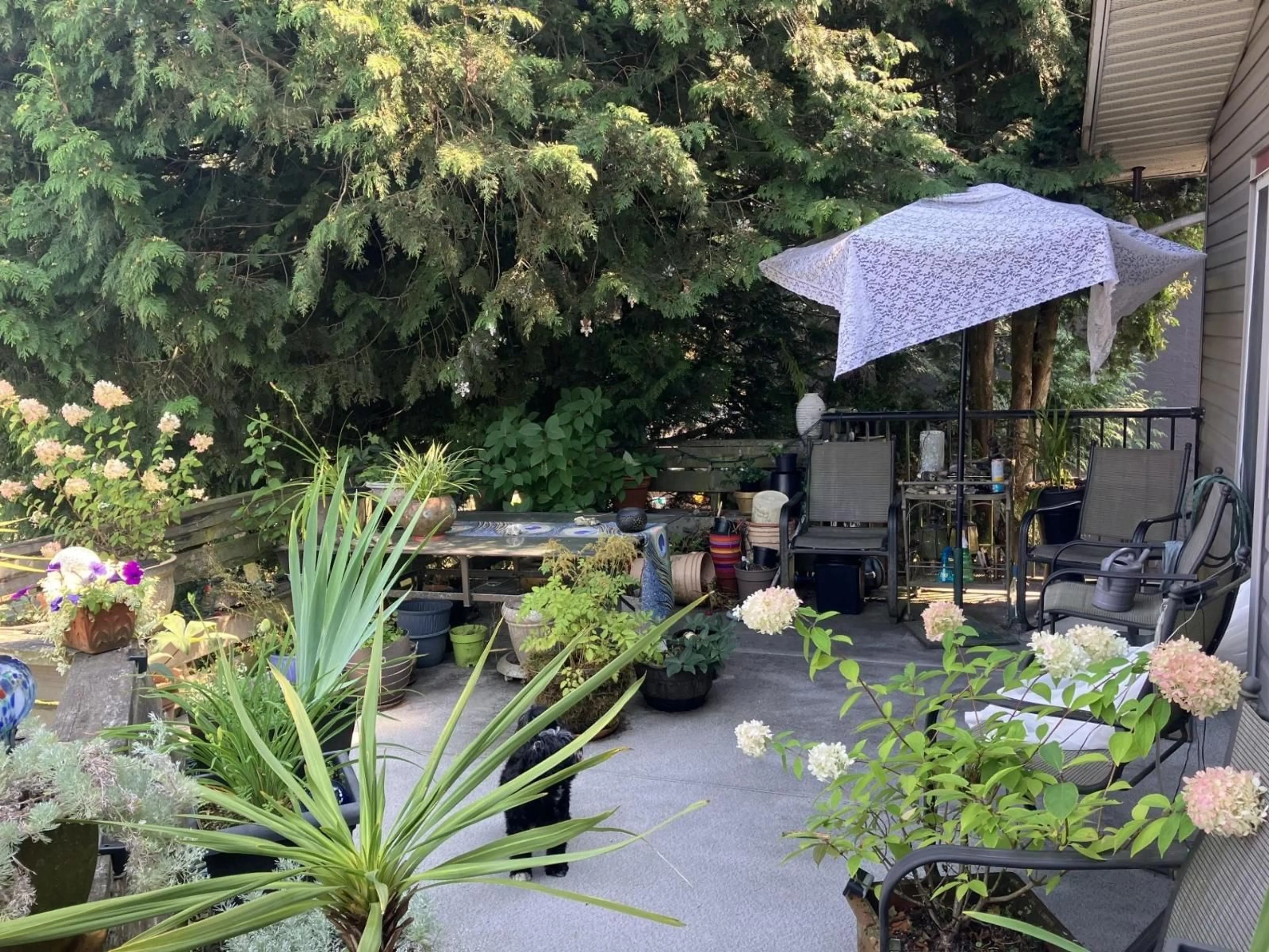 Patio, unknown for 3470 JUNIPER, Abbotsford British Columbia V2S7R1