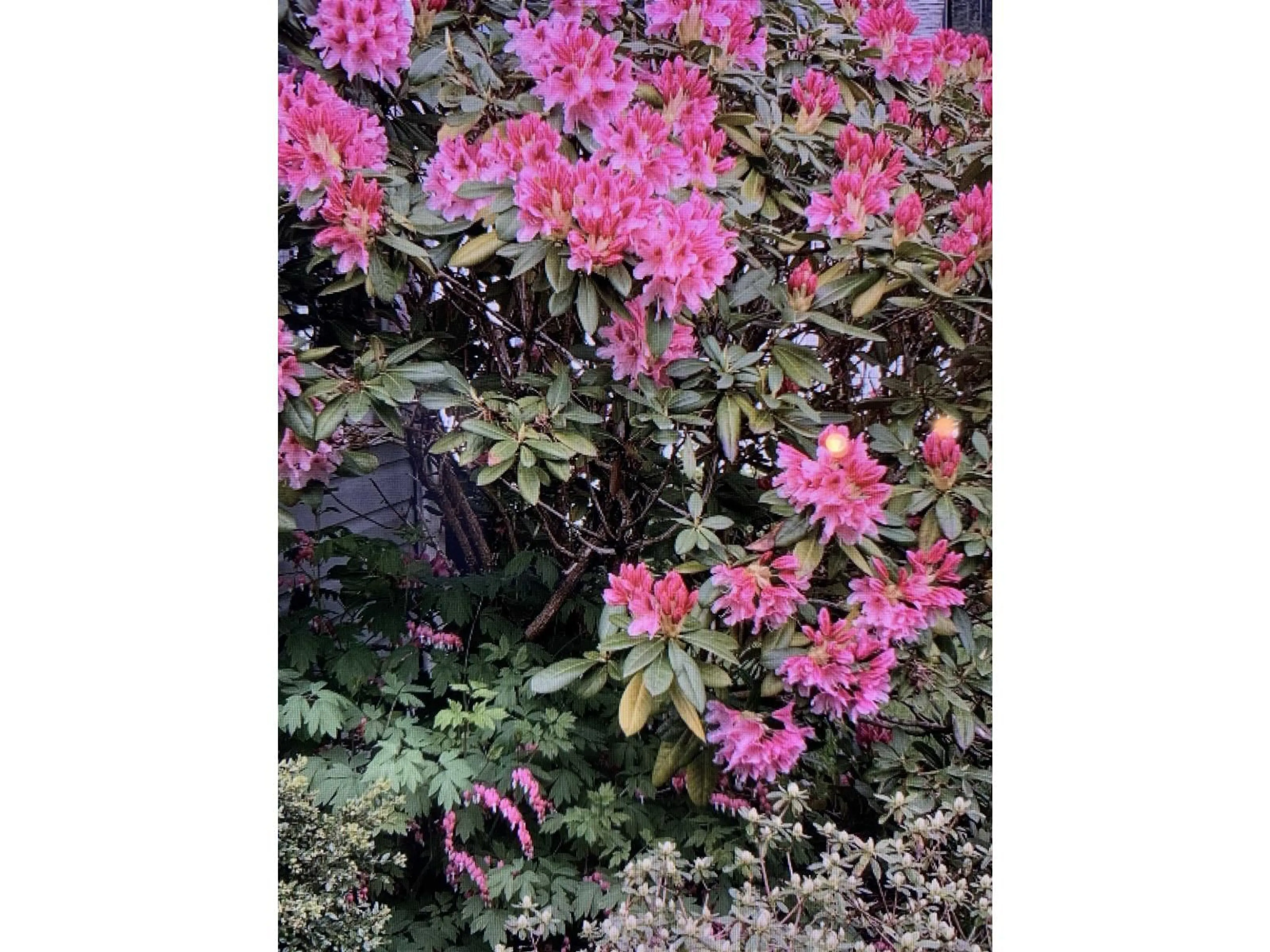 Blurry image for 356 CHESTNUT AVENUE, Harrison Hot Springs British Columbia V0M1L0