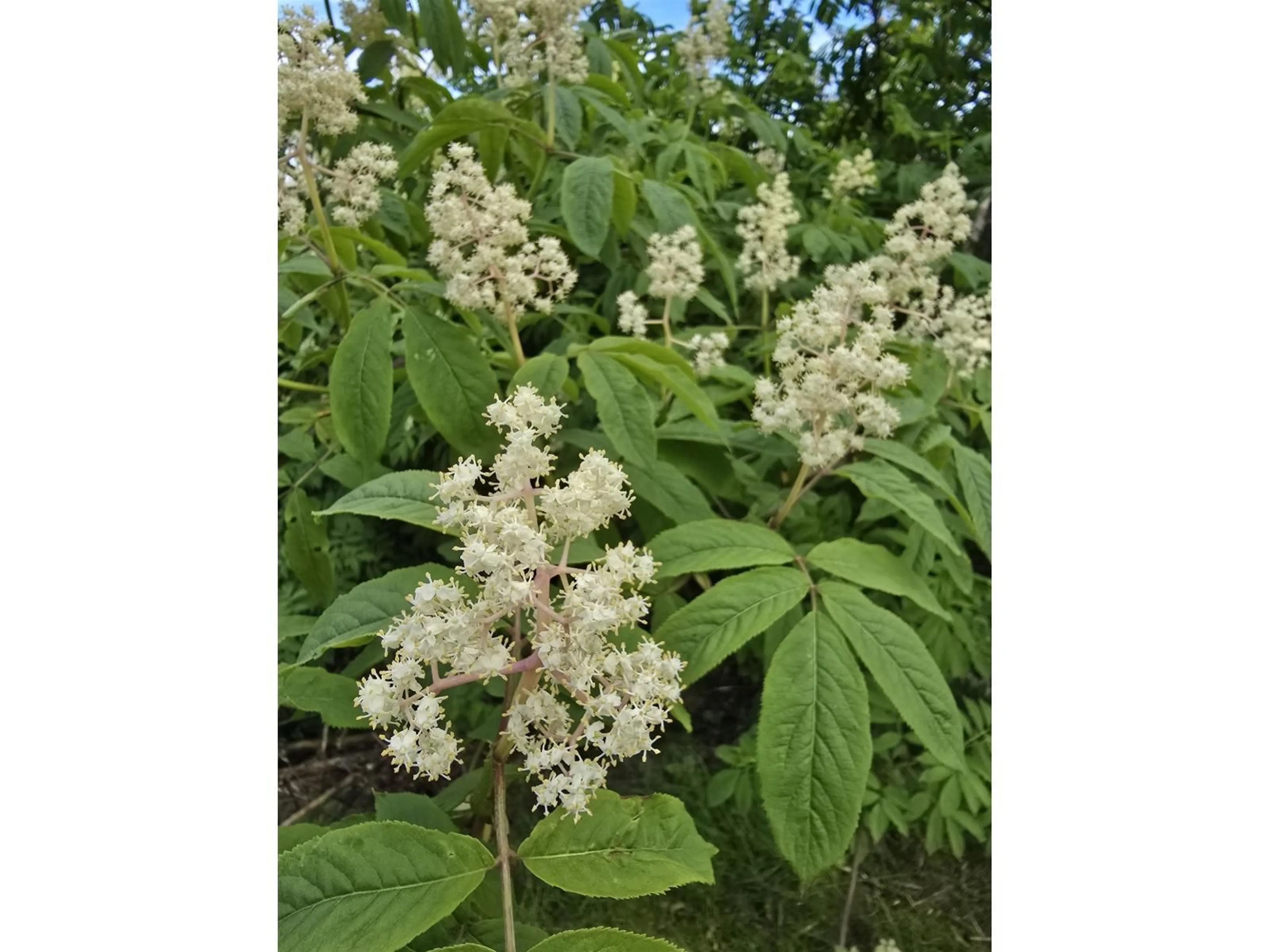 Blurry image for 125 - 1840 160, Surrey British Columbia V4A4X4