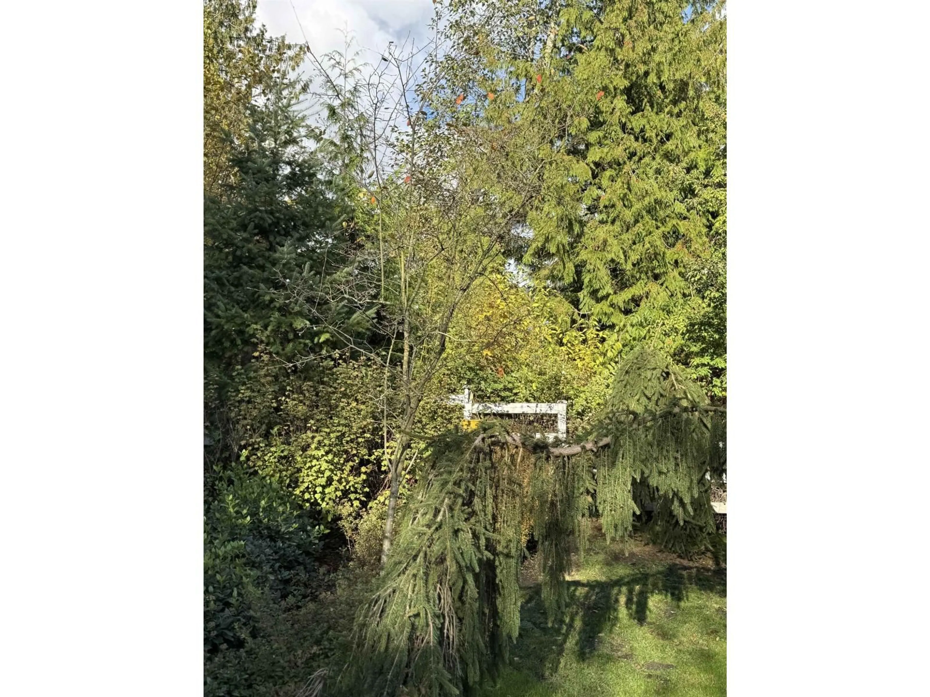 A pic from outside/outdoor area/front of a property/back of a property/a pic from drone, forest/trees view for 1 - 19299 64, Surrey British Columbia V4N6T1