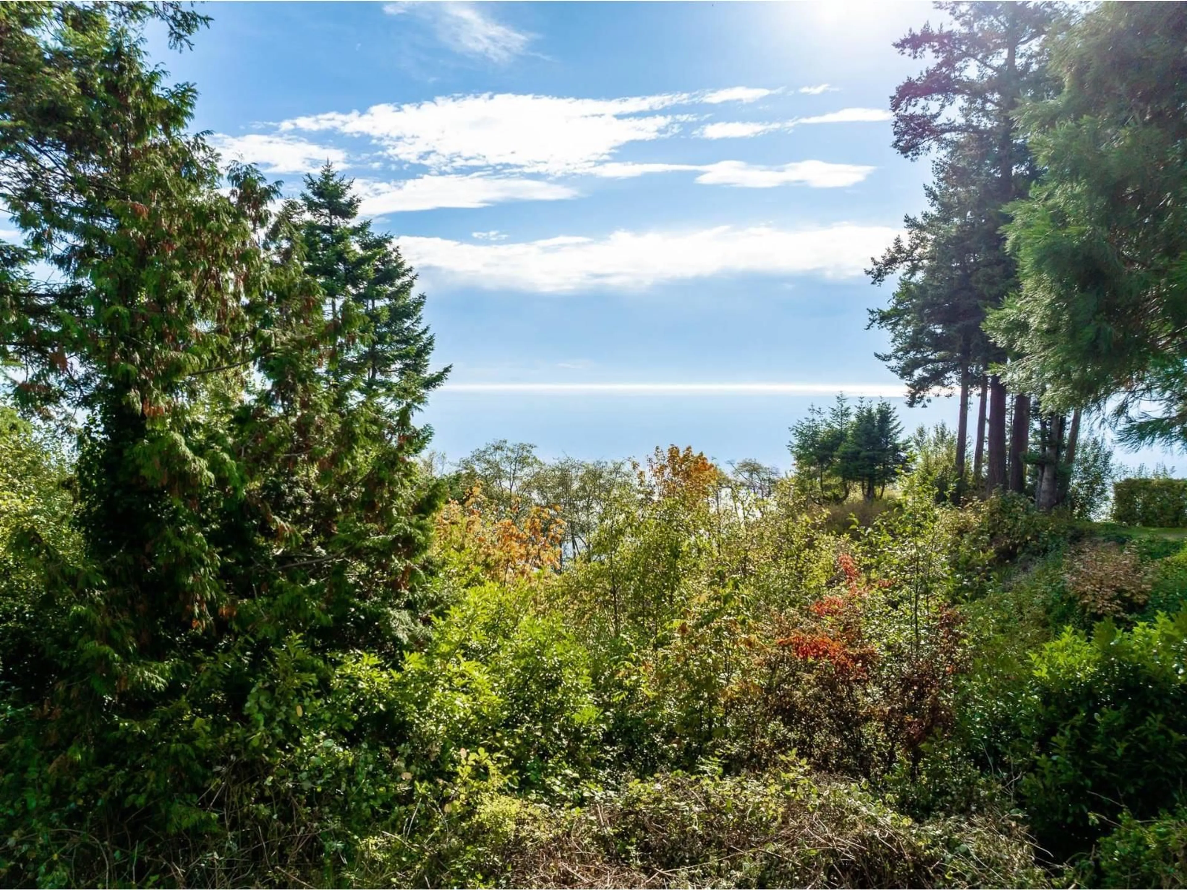 A pic from outside/outdoor area/front of a property/back of a property/a pic from drone, forest/trees view for 13536 13A AVENUE, Surrey British Columbia V4A1C4