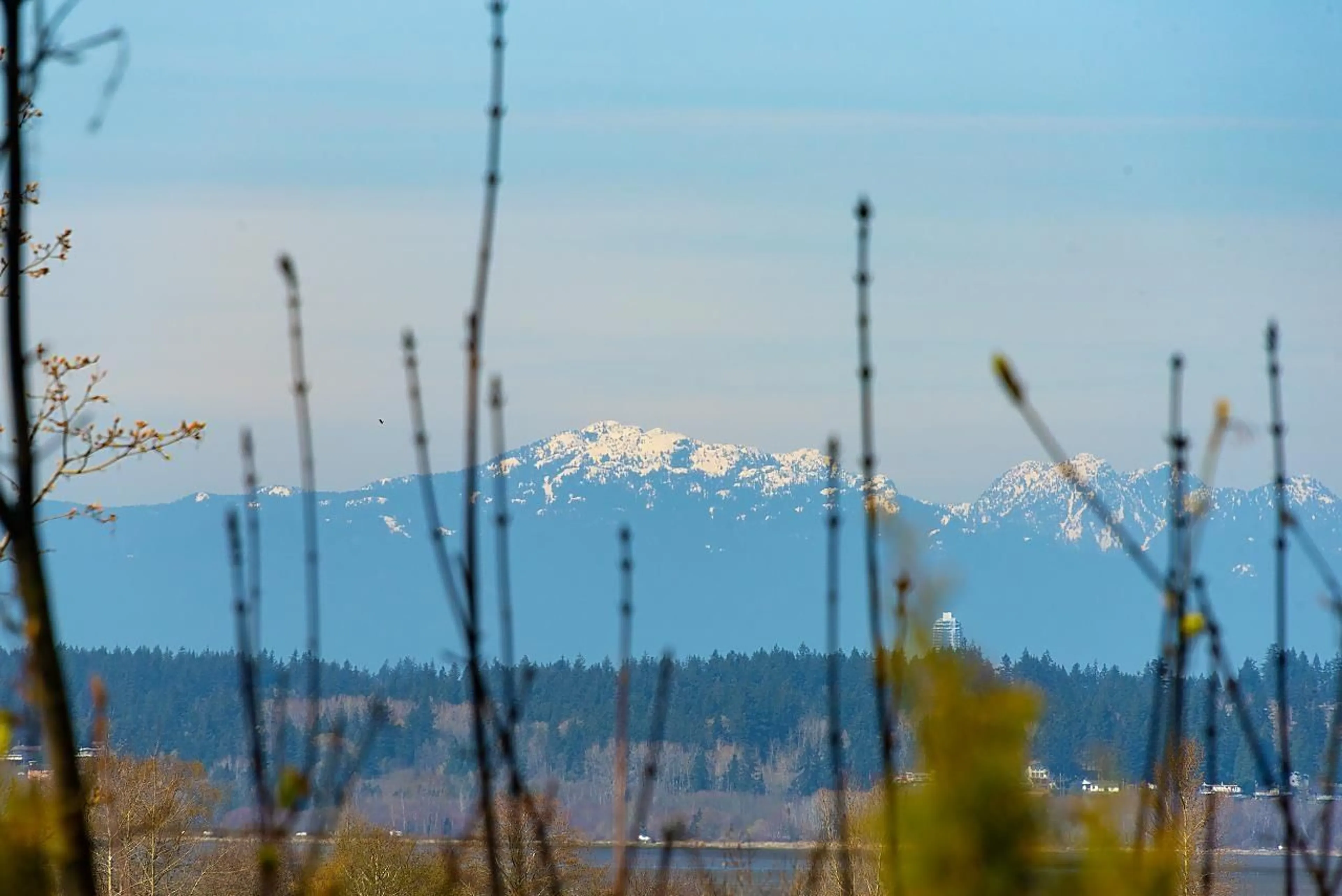 Blurry image for 2842 BAYVIEW STREET, Surrey British Columbia V4A2Z4