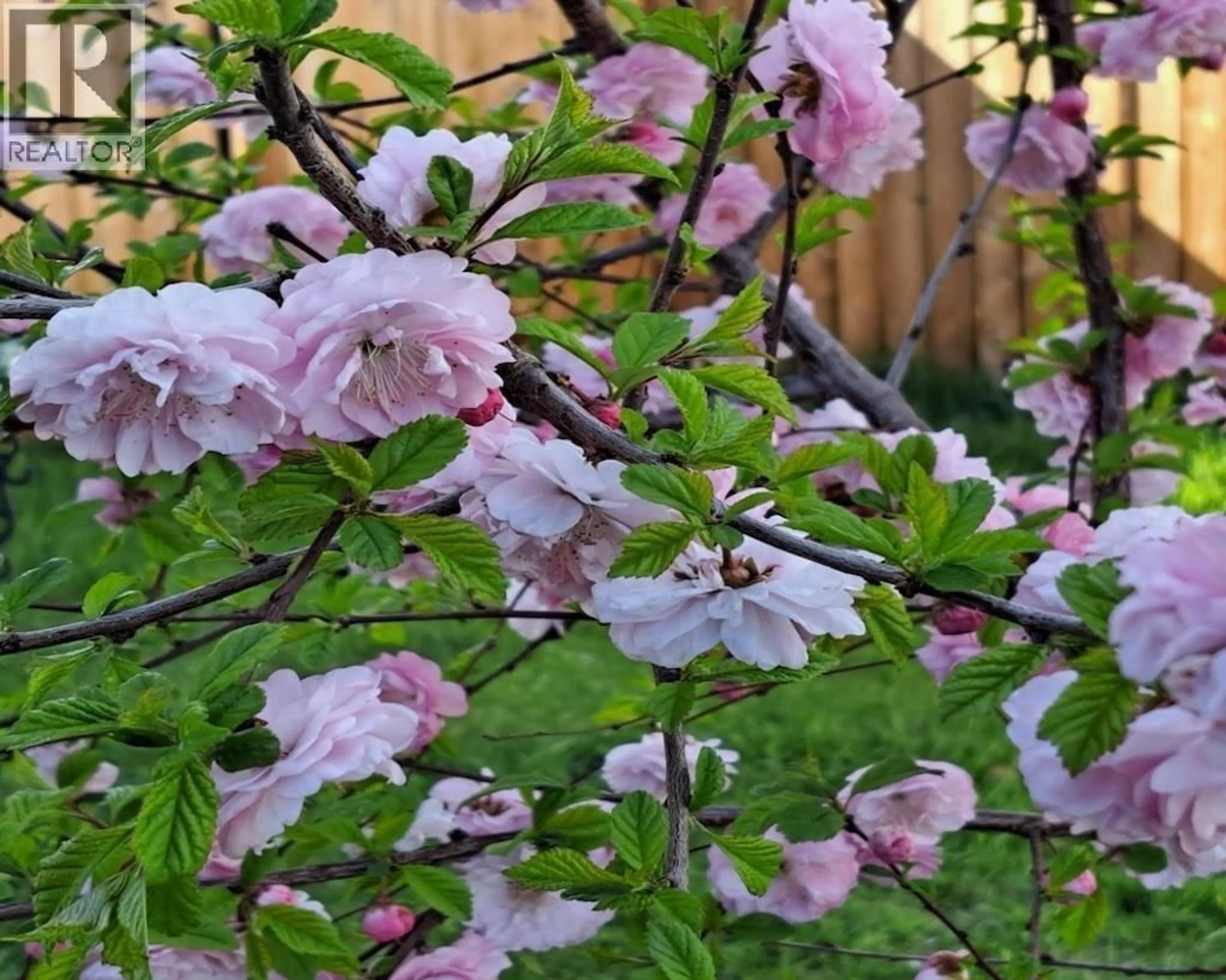 Blurry image for 10309 88A STREET, Fort St. John British Columbia V1J5X6