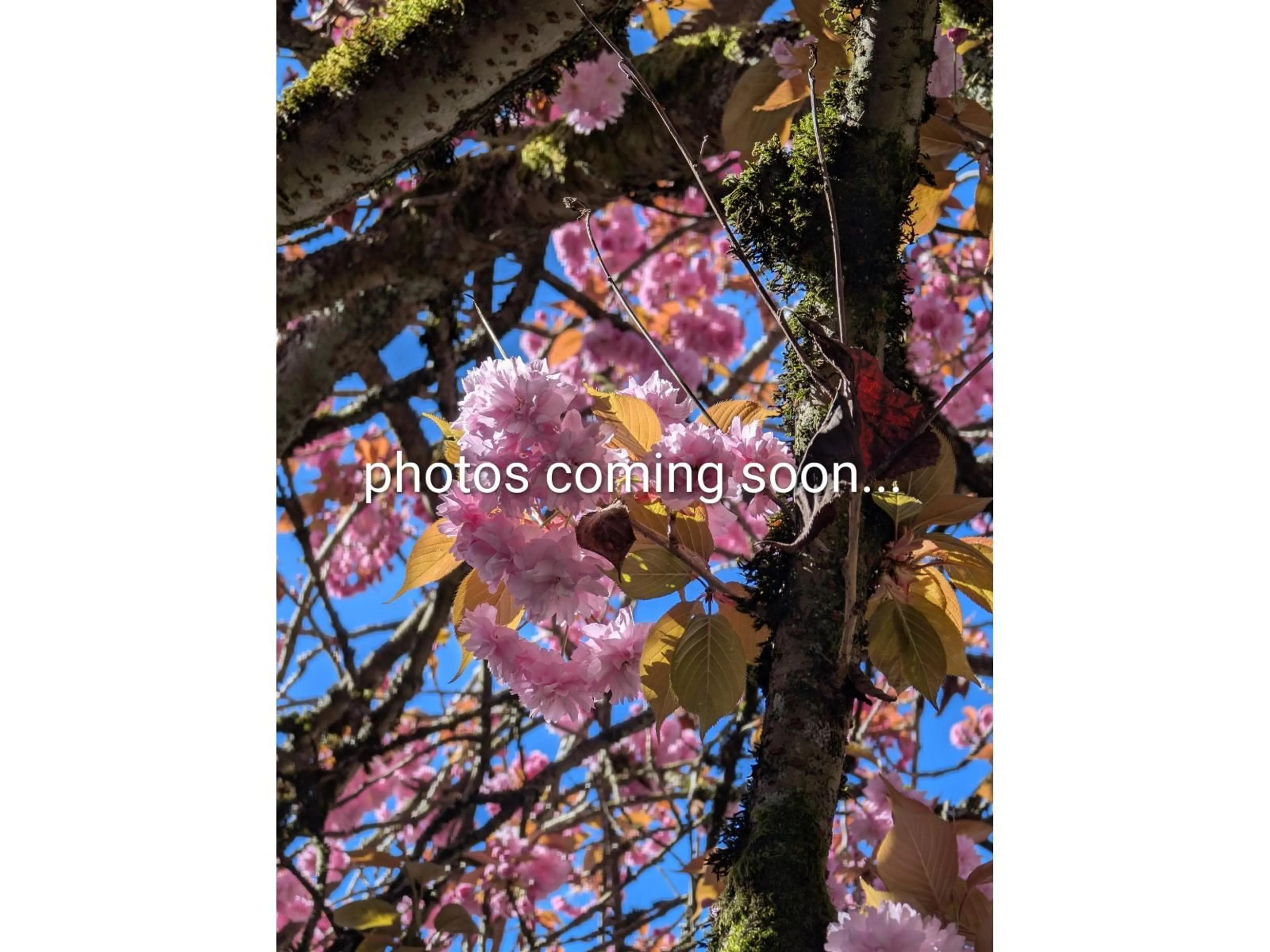 Blurry image for 11 - 15192 62A AVENUE, Surrey British Columbia V3S9A6