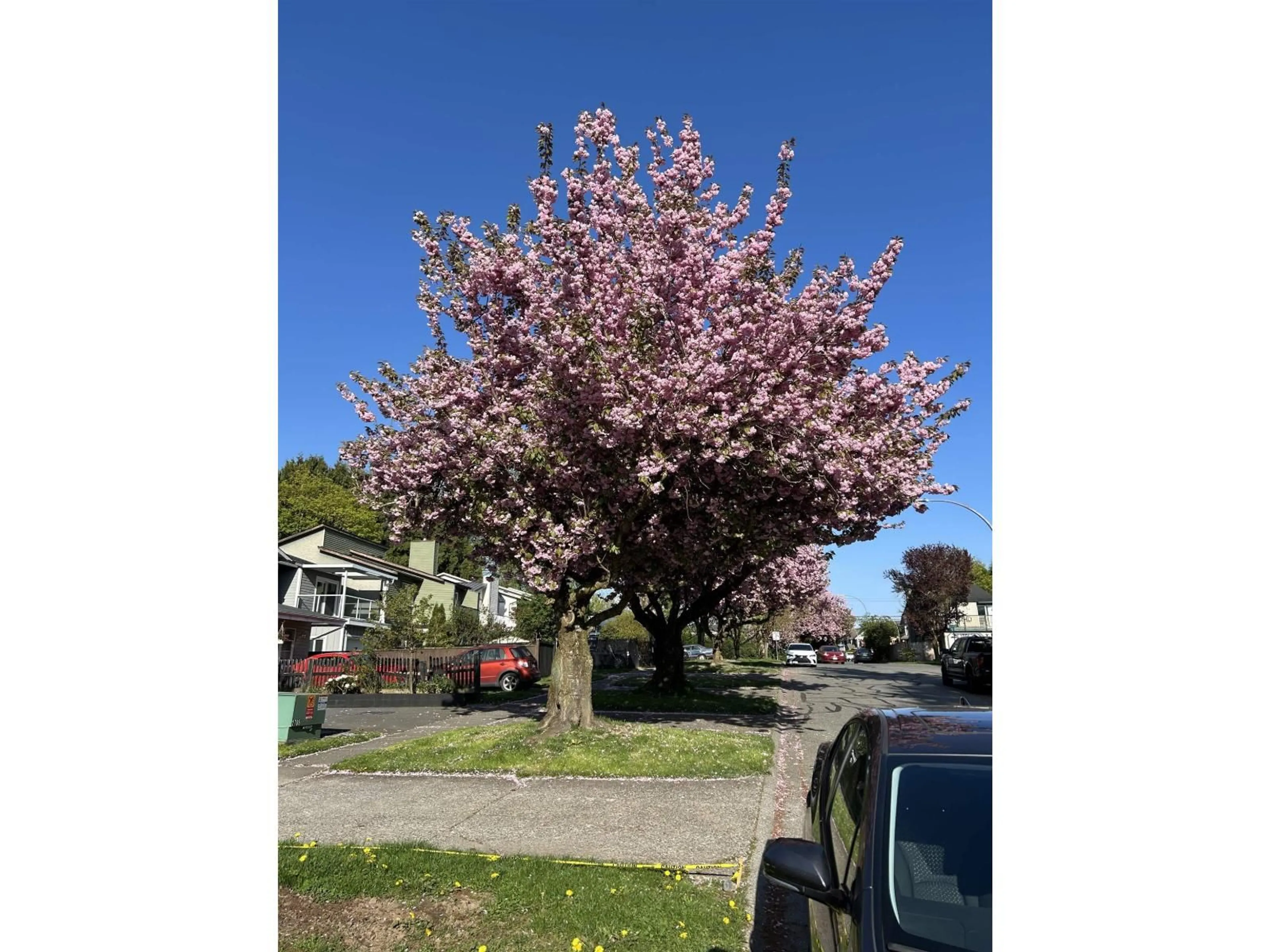 Blurry image for 177 SPRINGFIELD DRIVE, Langley British Columbia V4W3K8