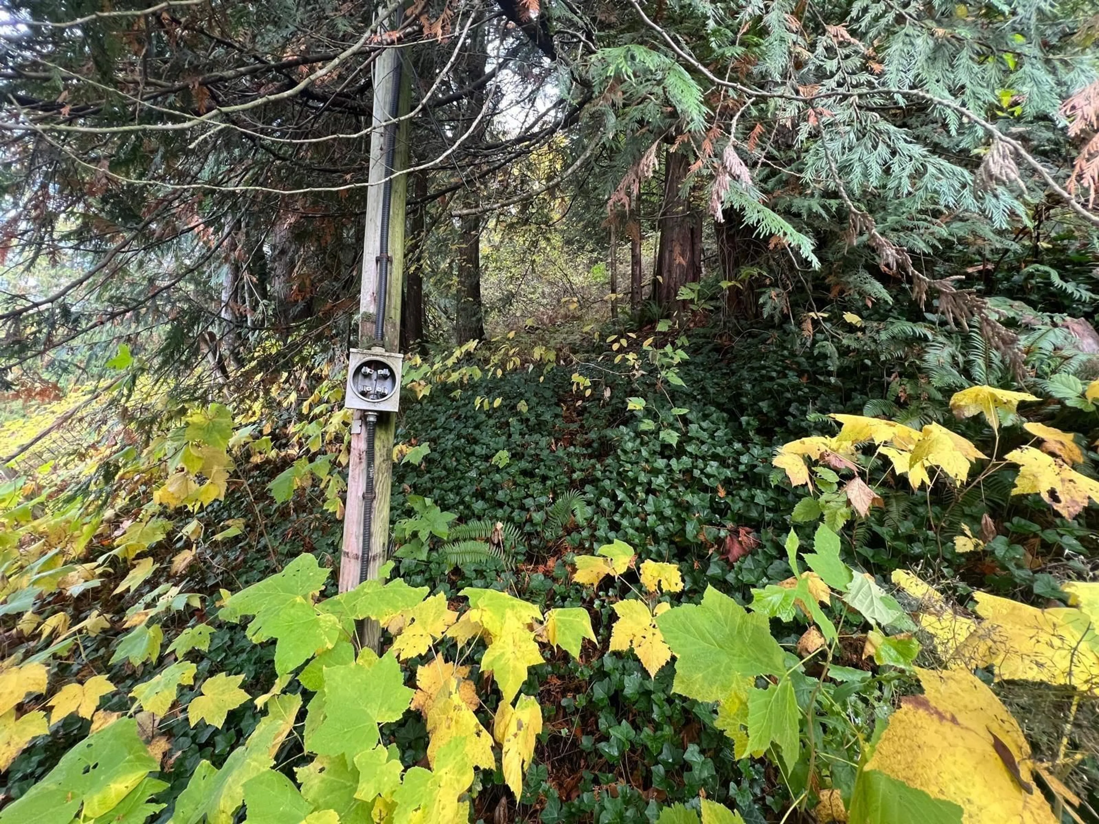 A pic from outside/outdoor area/front of a property/back of a property/a pic from drone, forest/trees view for 45992 GURNEY ROAD, Cultus Lake British Columbia V2R5A8