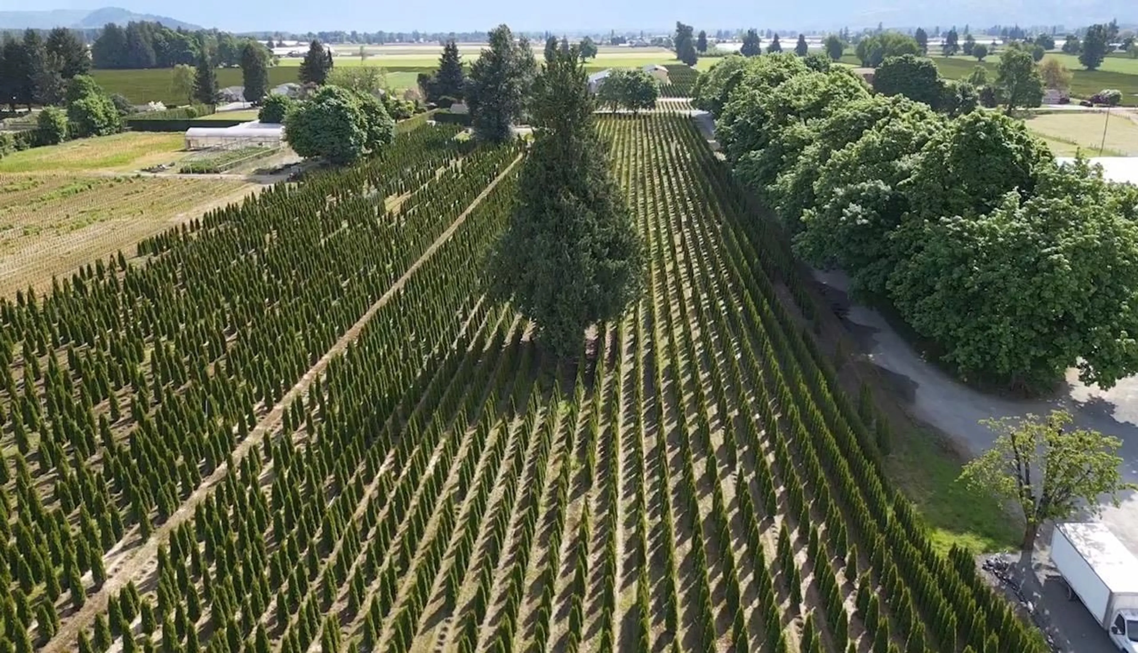 A pic from outside/outdoor area/front of a property/back of a property/a pic from drone, forest/trees view for 10555 REEVES ROAD, Chilliwack British Columbia V2P6H4