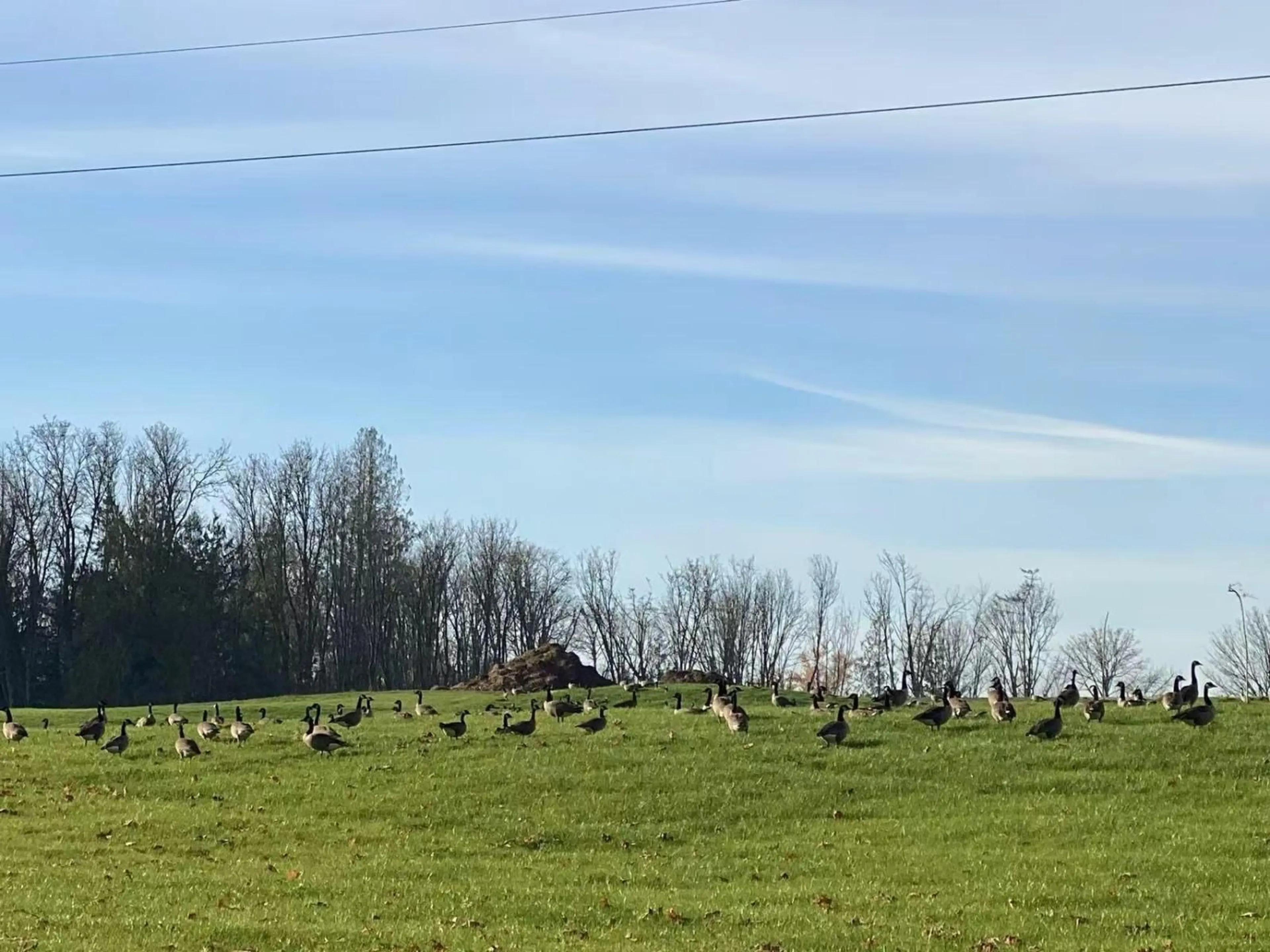 Blurry image for 23186 8 AVENUE, Langley British Columbia V2Z2W3