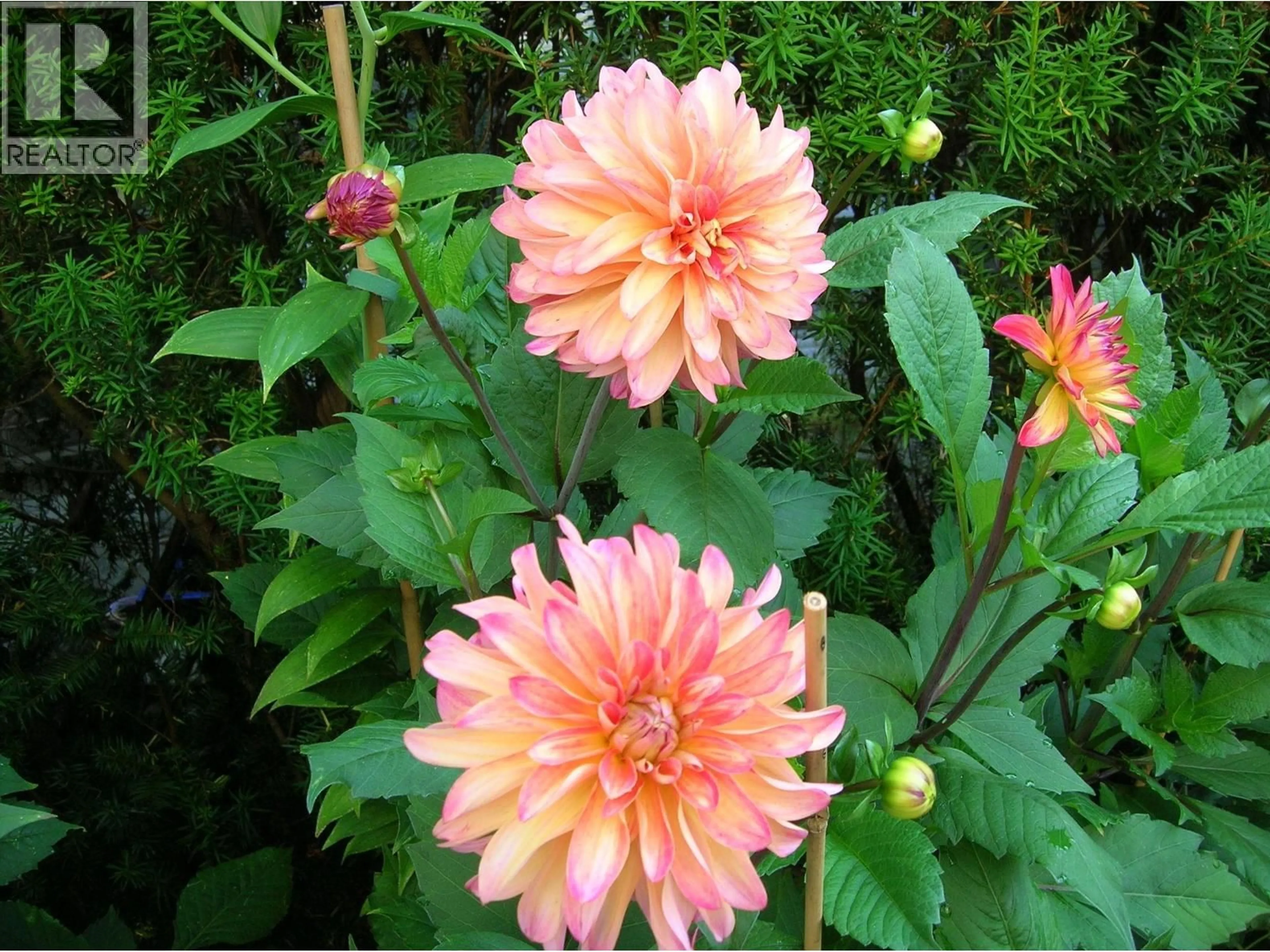 Blurry image for 11 - 1015 LYNN VALLEY ROAD, North Vancouver British Columbia V7J1Z6