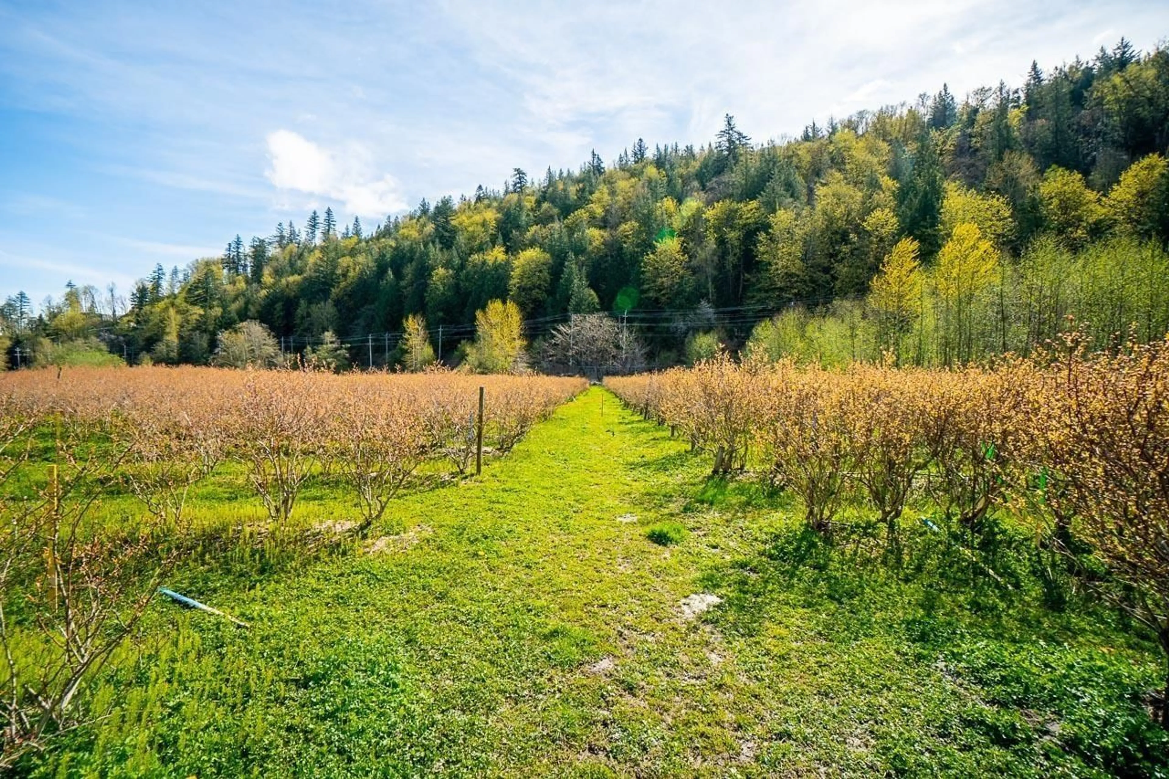 A pic from outside/outdoor area/front of a property/back of a property/a pic from drone, forest/trees view for 4214 WILSON ROAD, Yarrow British Columbia V2R5H4