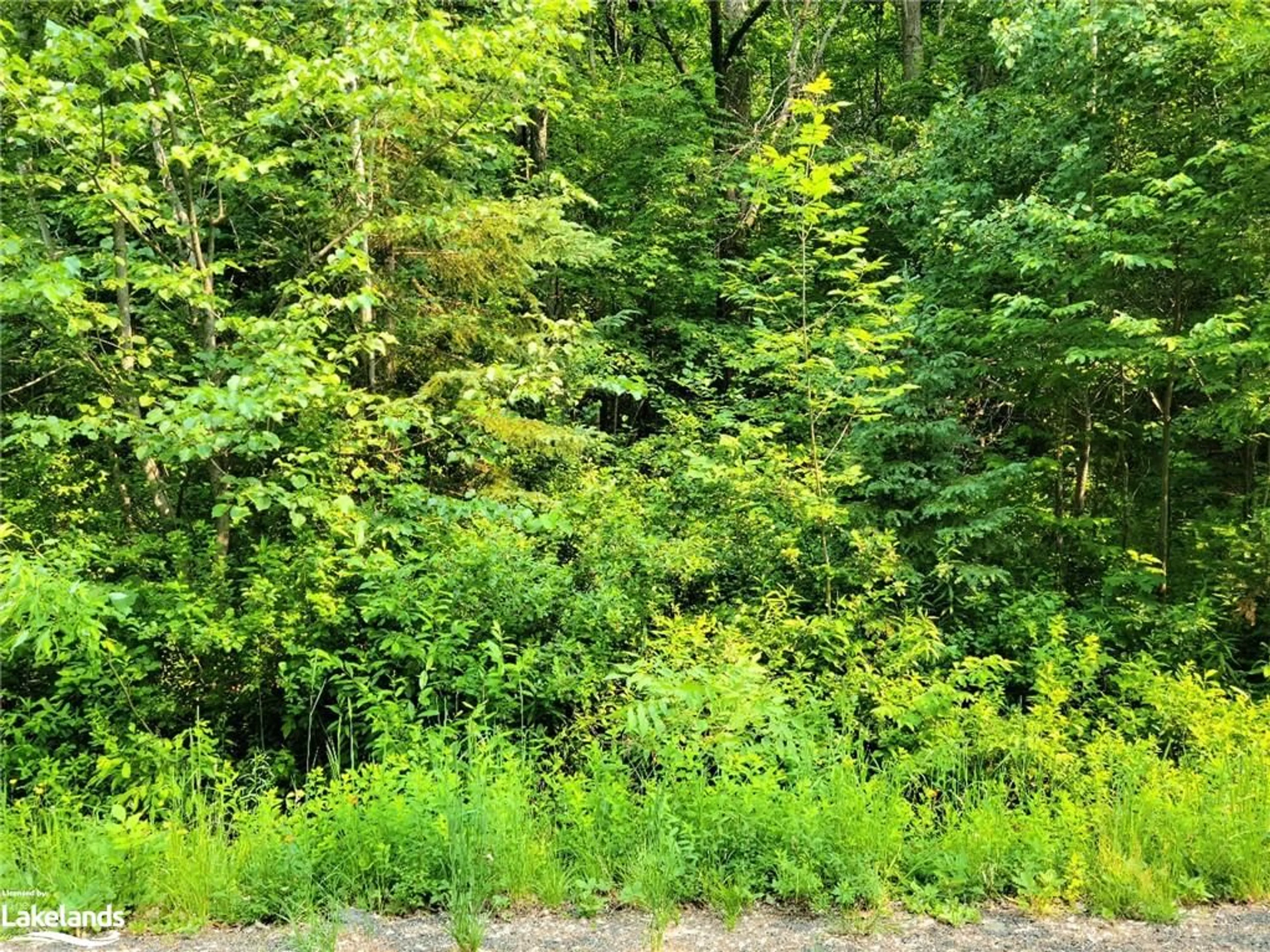 Forest view for 26 Mount Vernon Trail #19, Huntsville Ontario P1H 1E3