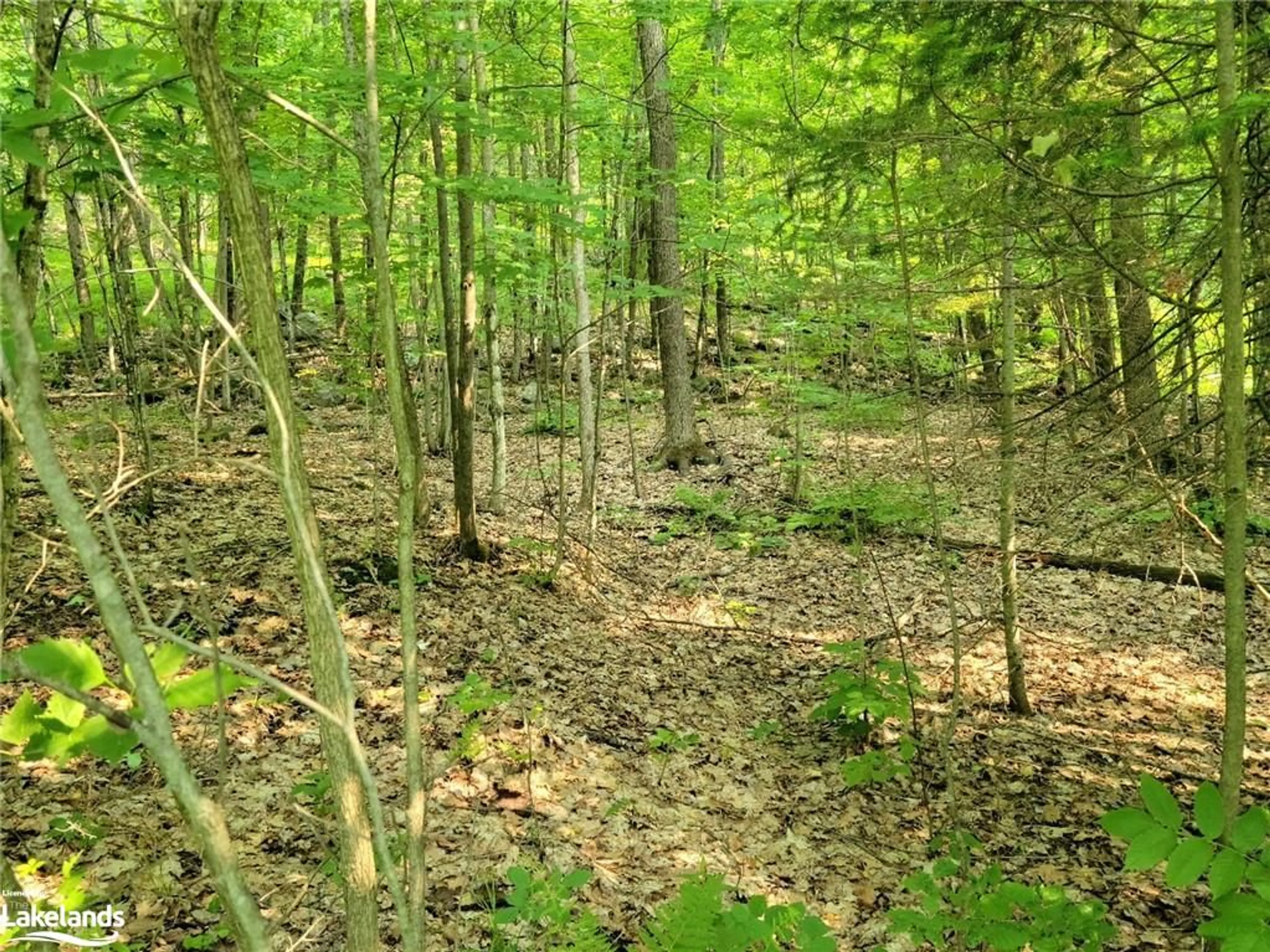 Forest view for 32 Mount Vernon Trail #22, Huntsville Ontario P1H 1E3
