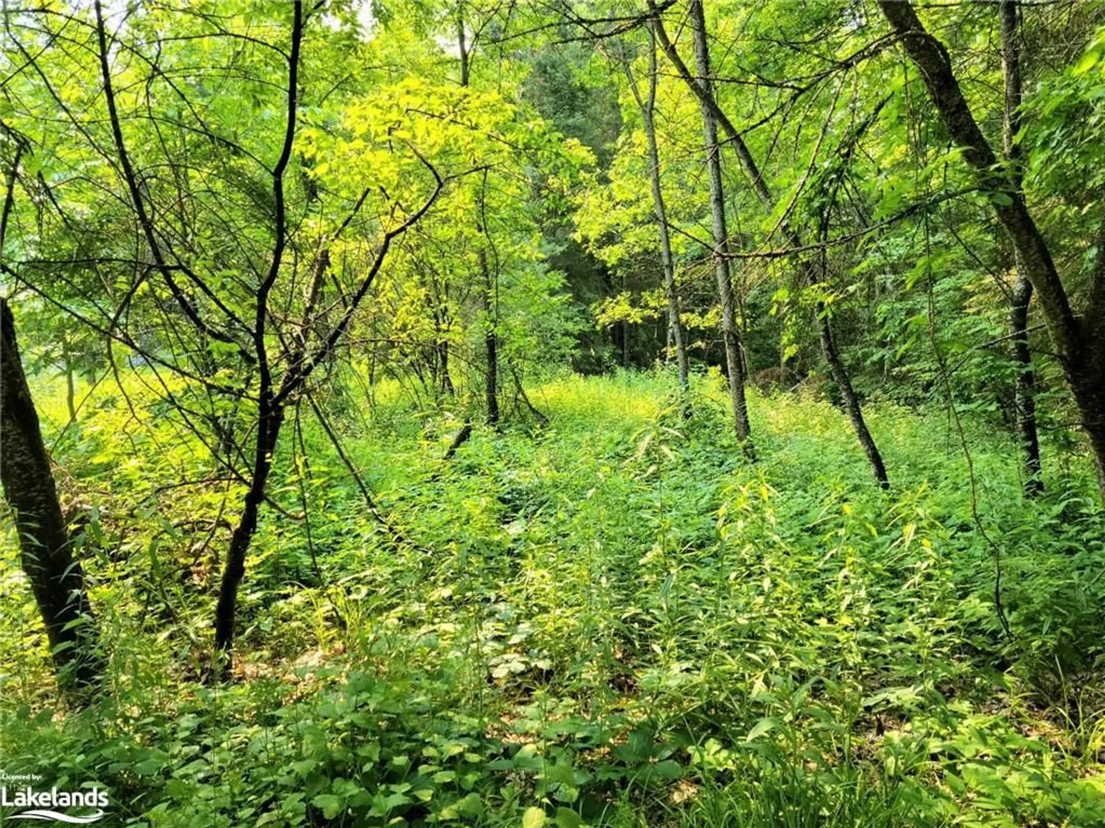 Forest view for 35 Mount Vernon Trail #26, Huntsville Ontario P1H 1E3