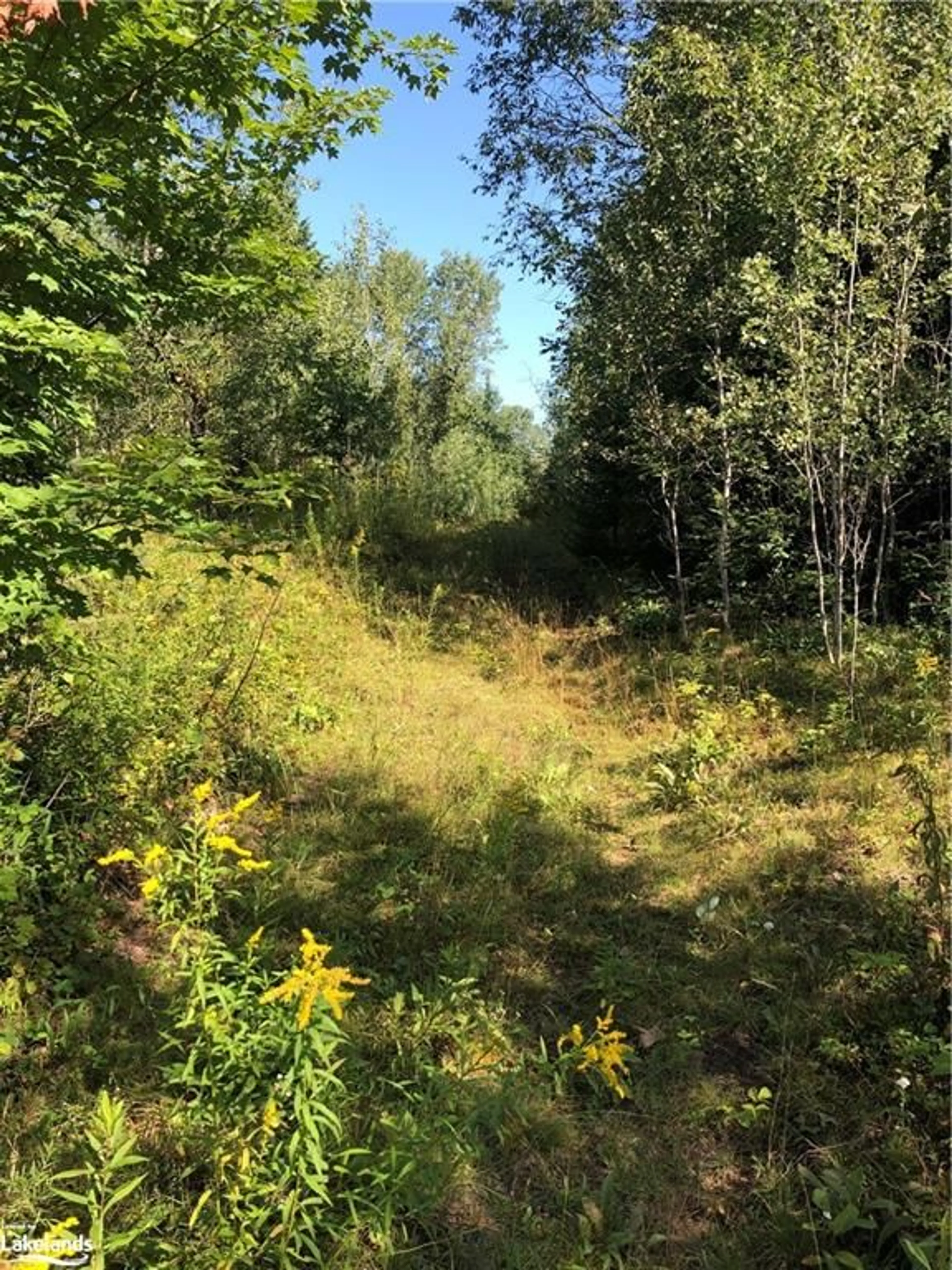 Forest view for LOT 6-10 Moon Rd, Haliburton Ontario K0M 1S0