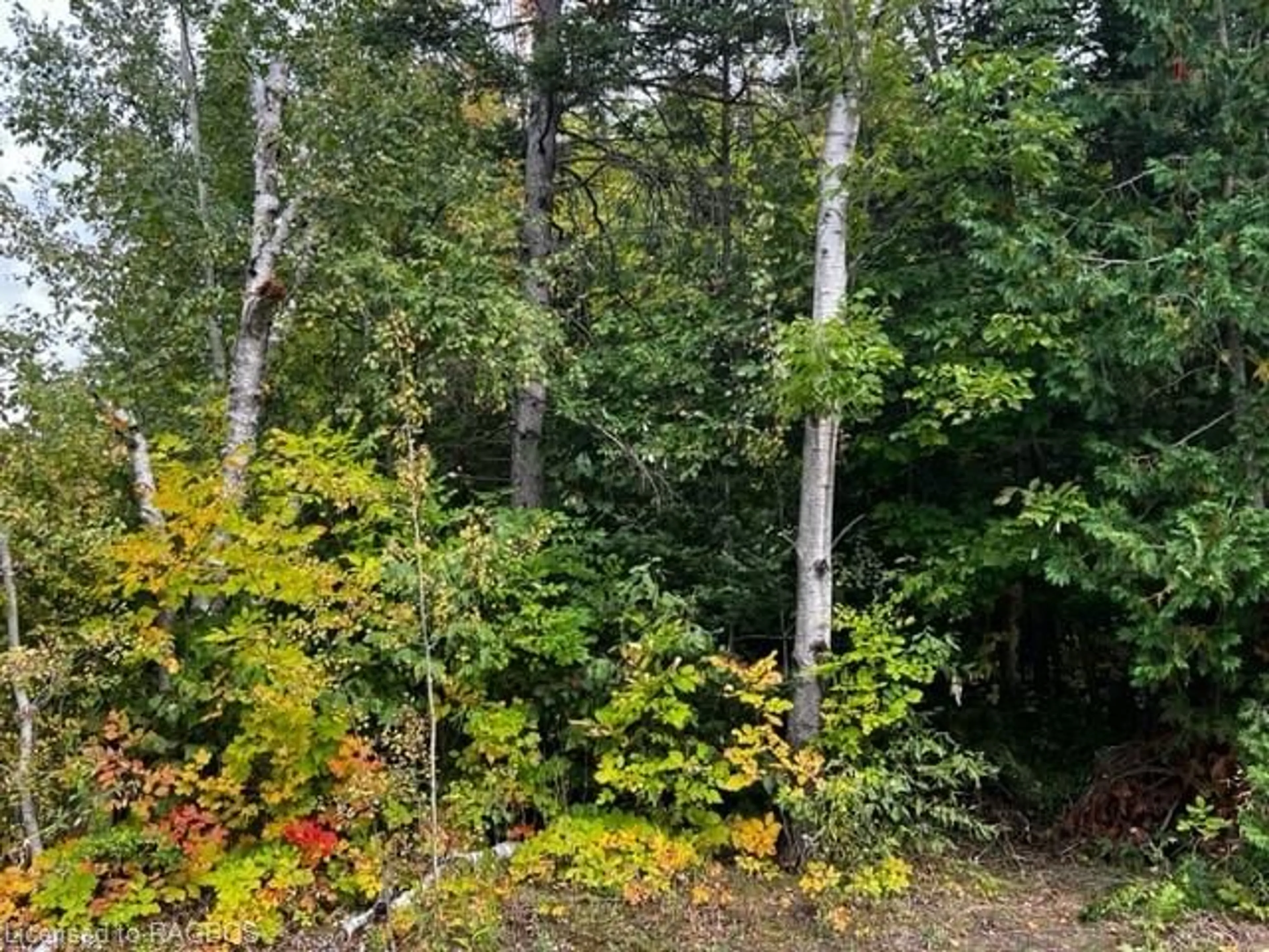 Forest view for 7 Shore Rd, Southampton Ontario N0H 2L0