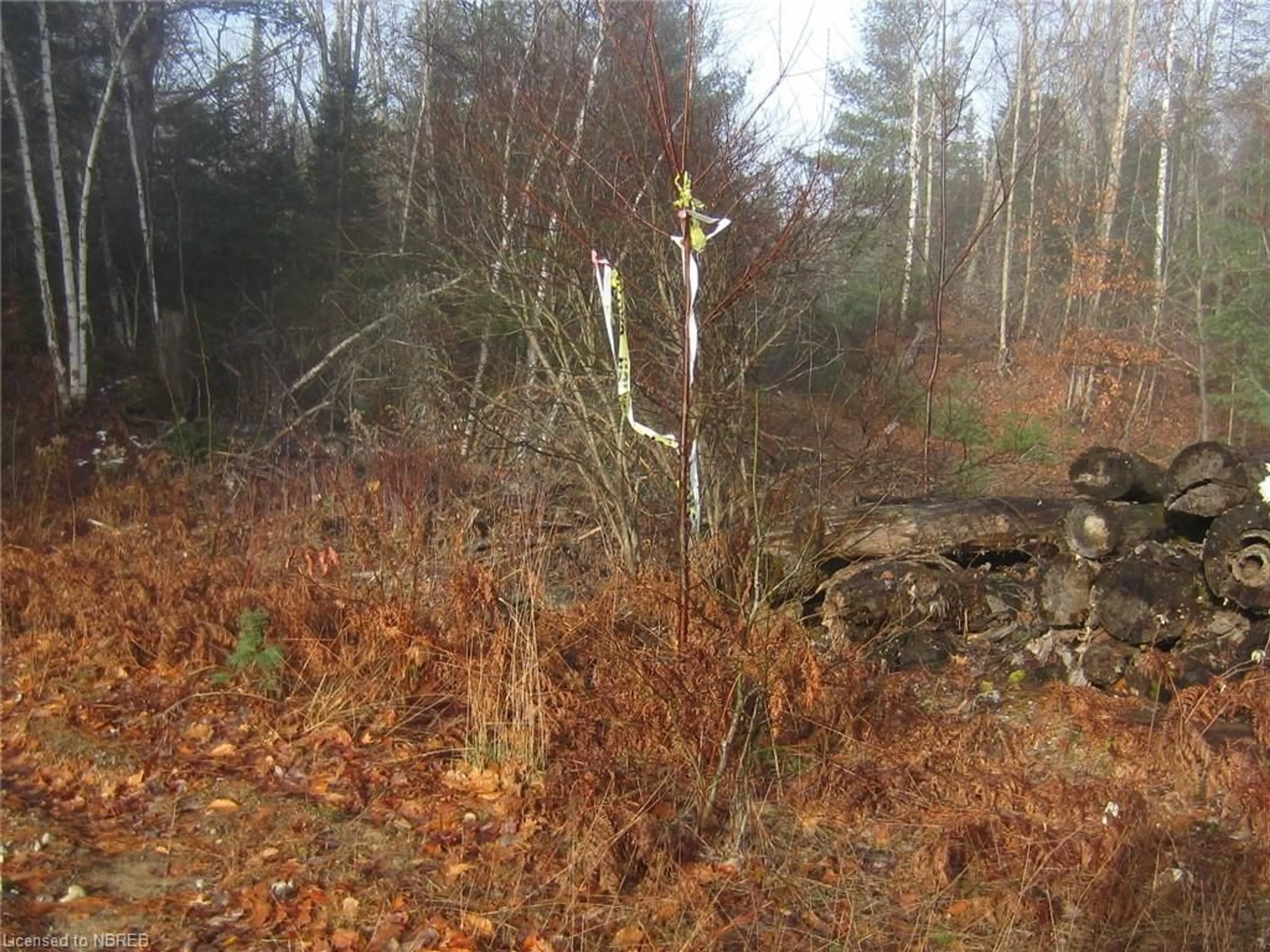 Forest view for LOT 28 Concession 11 Rd, Lake Of Bays Ontario P0A 1H0