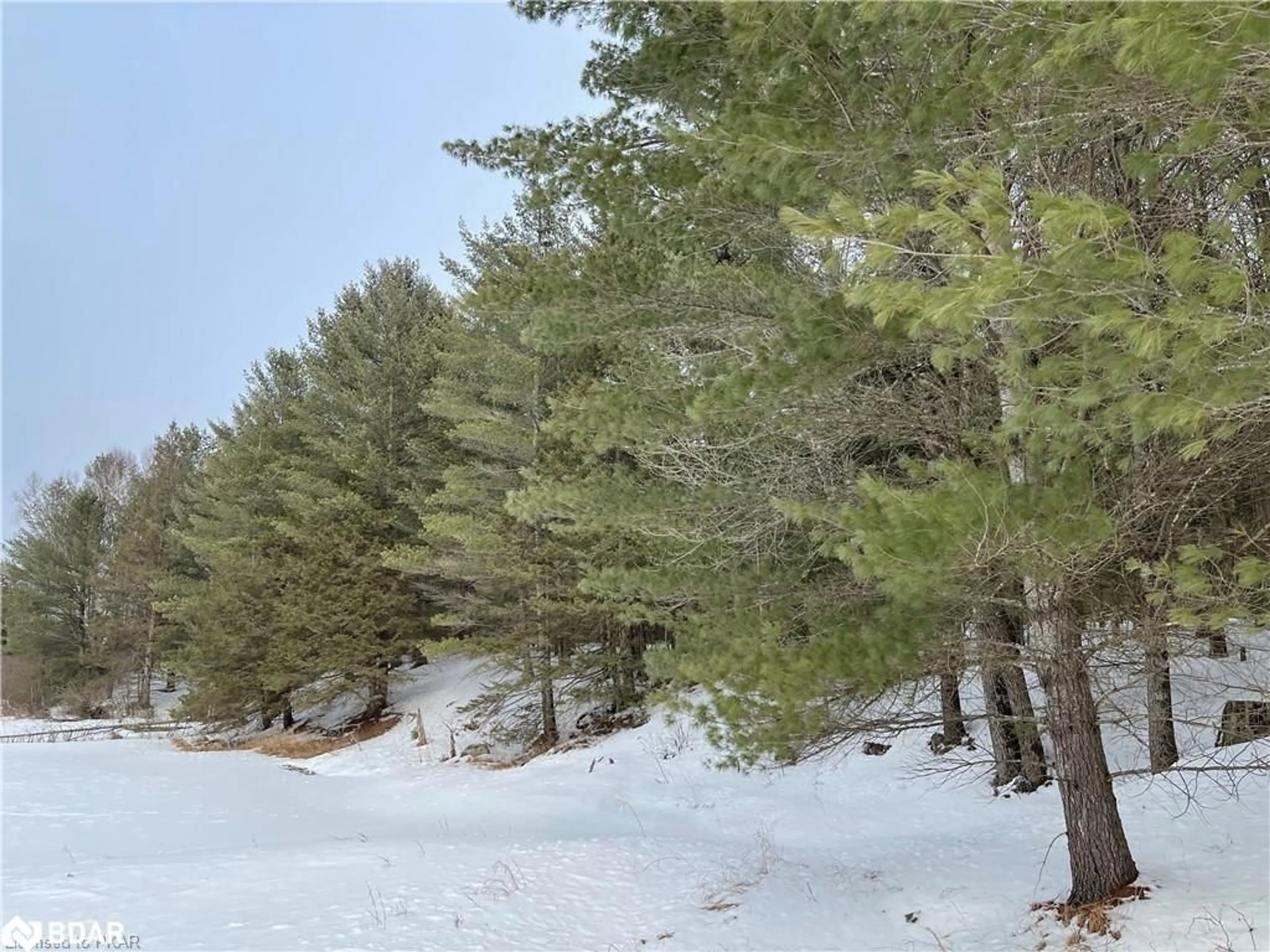 Forest view for LOT 2-N/A Hadlington Rd, Highlands East Ontario K0L 2Y0