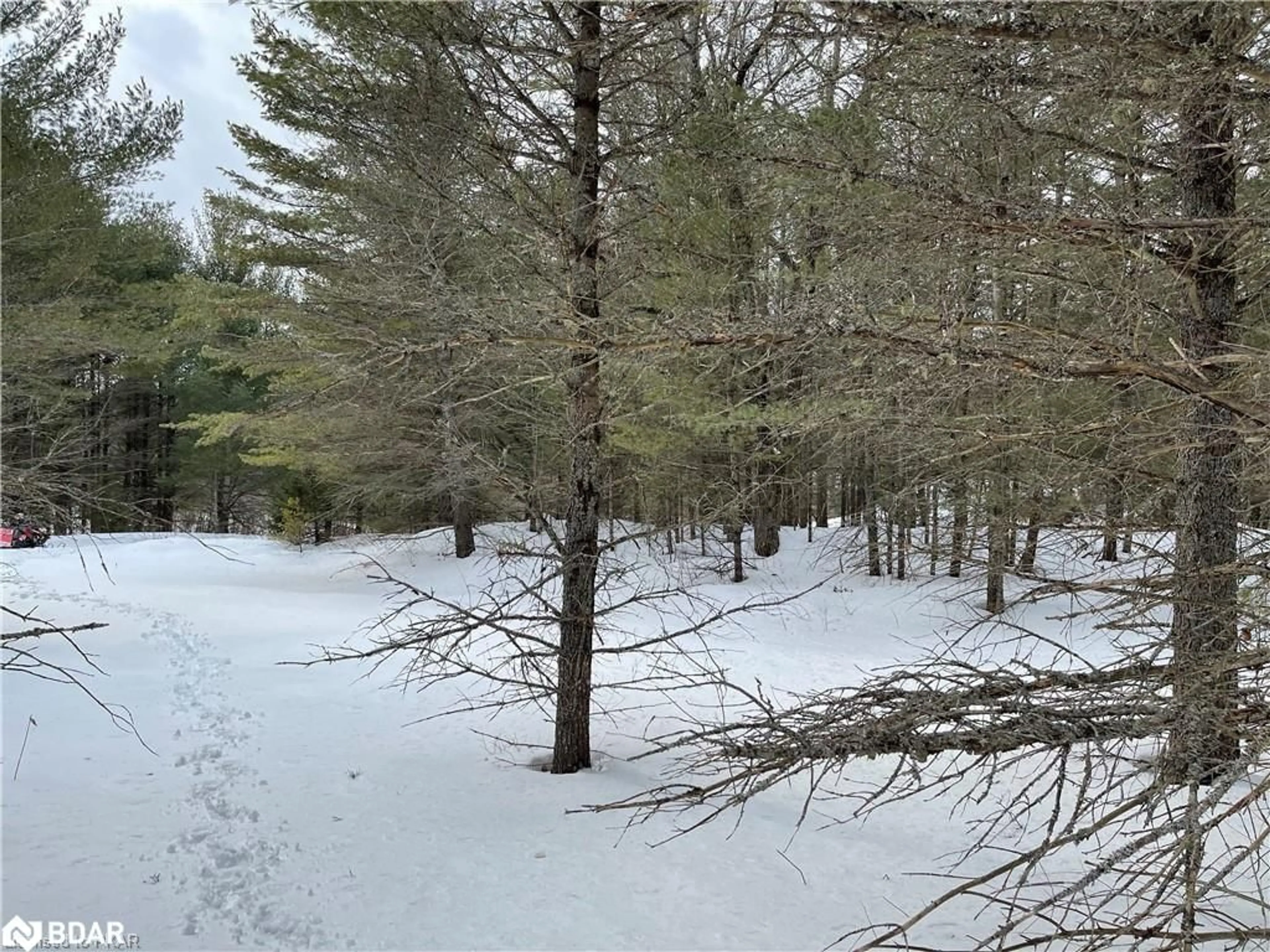 Forest view for 1104- LOT 4 Hadlington Rd, Highlands East Ontario K0L 2Y0