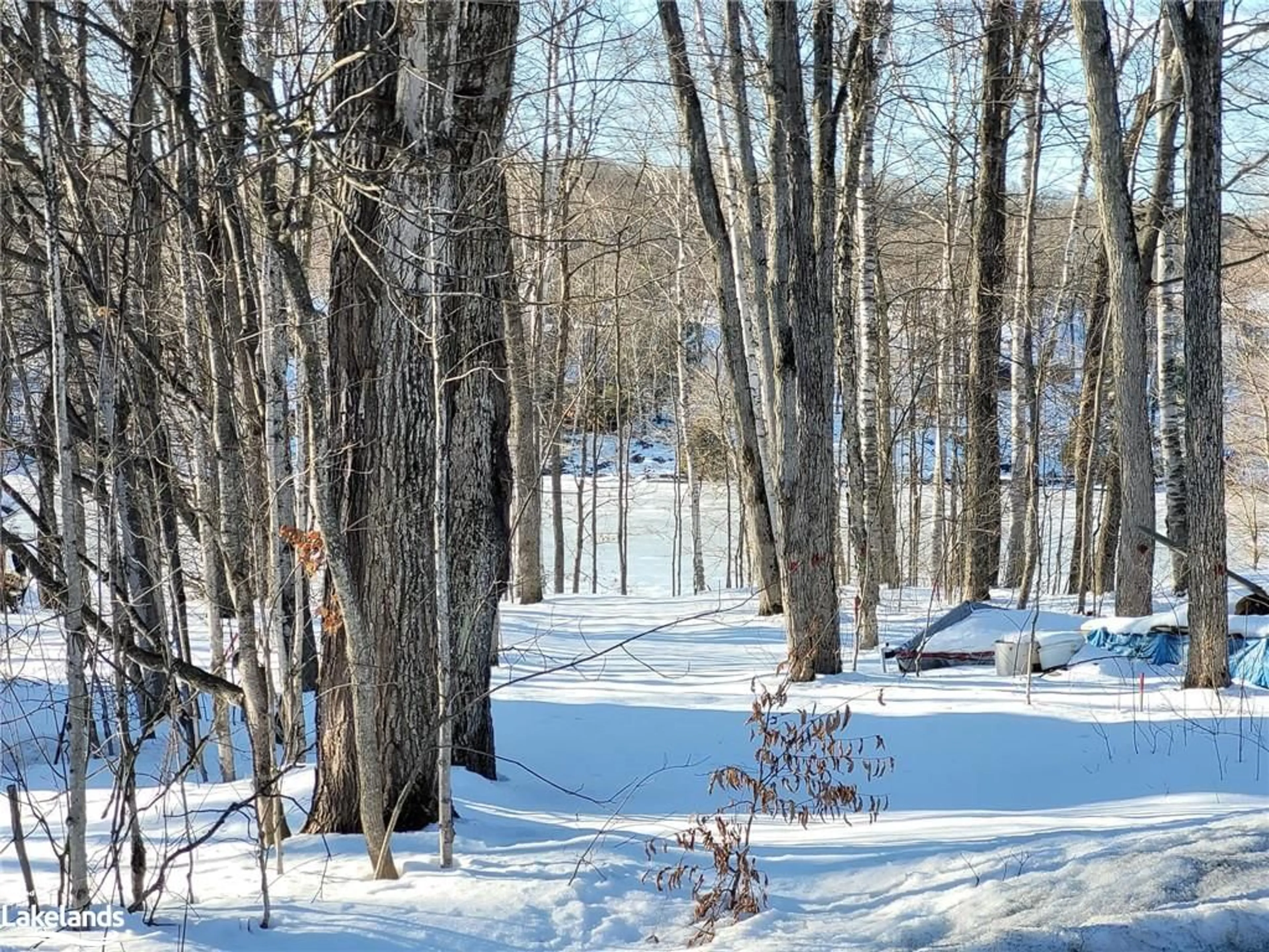 Forest view for 20 Squirrel Ave, McDougall Ontario P2A 2W7