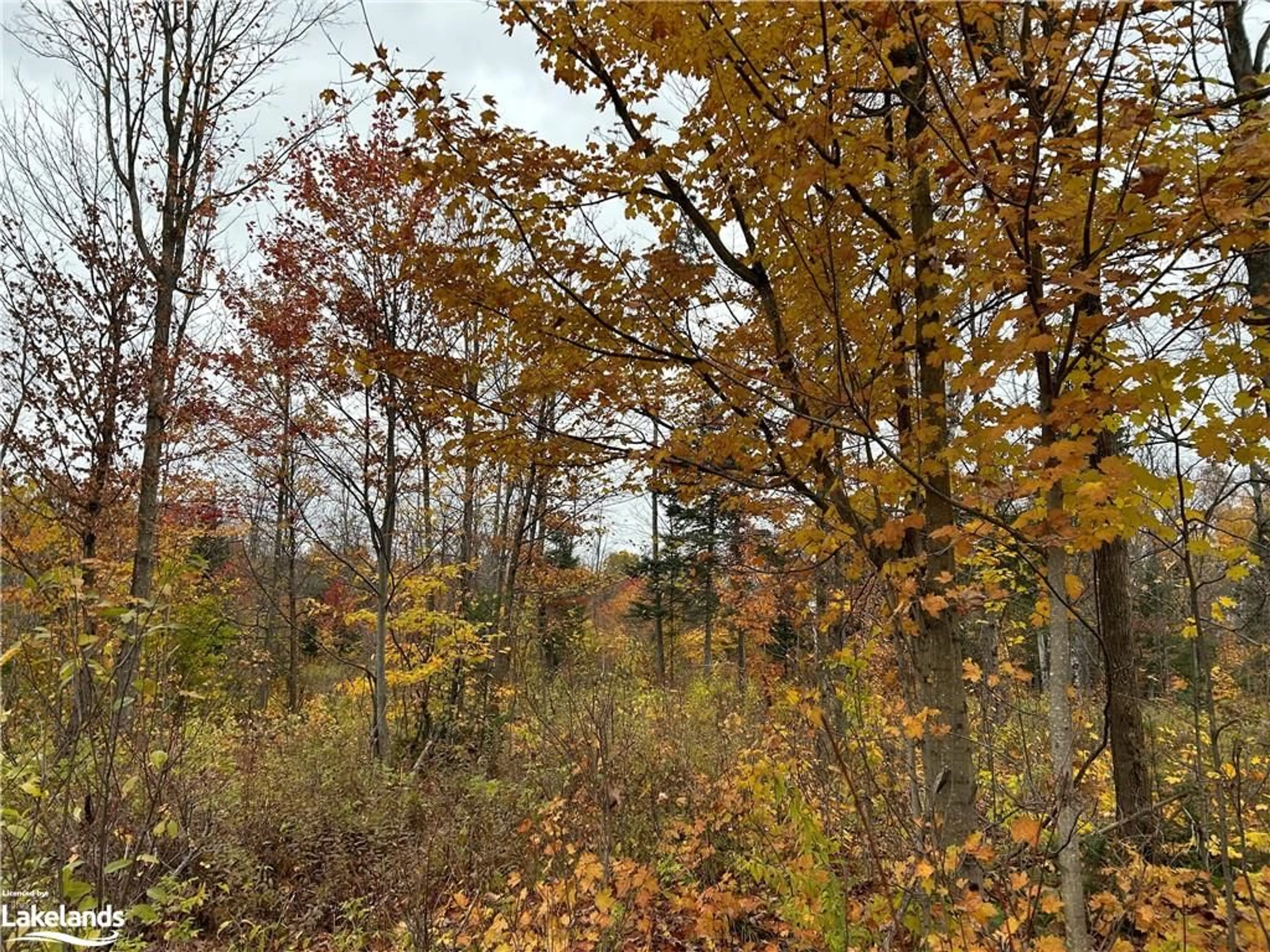 Forest view for LOT 7 CON 9 Old Ranch Rd, Sundridge Ontario P0A 1Z0